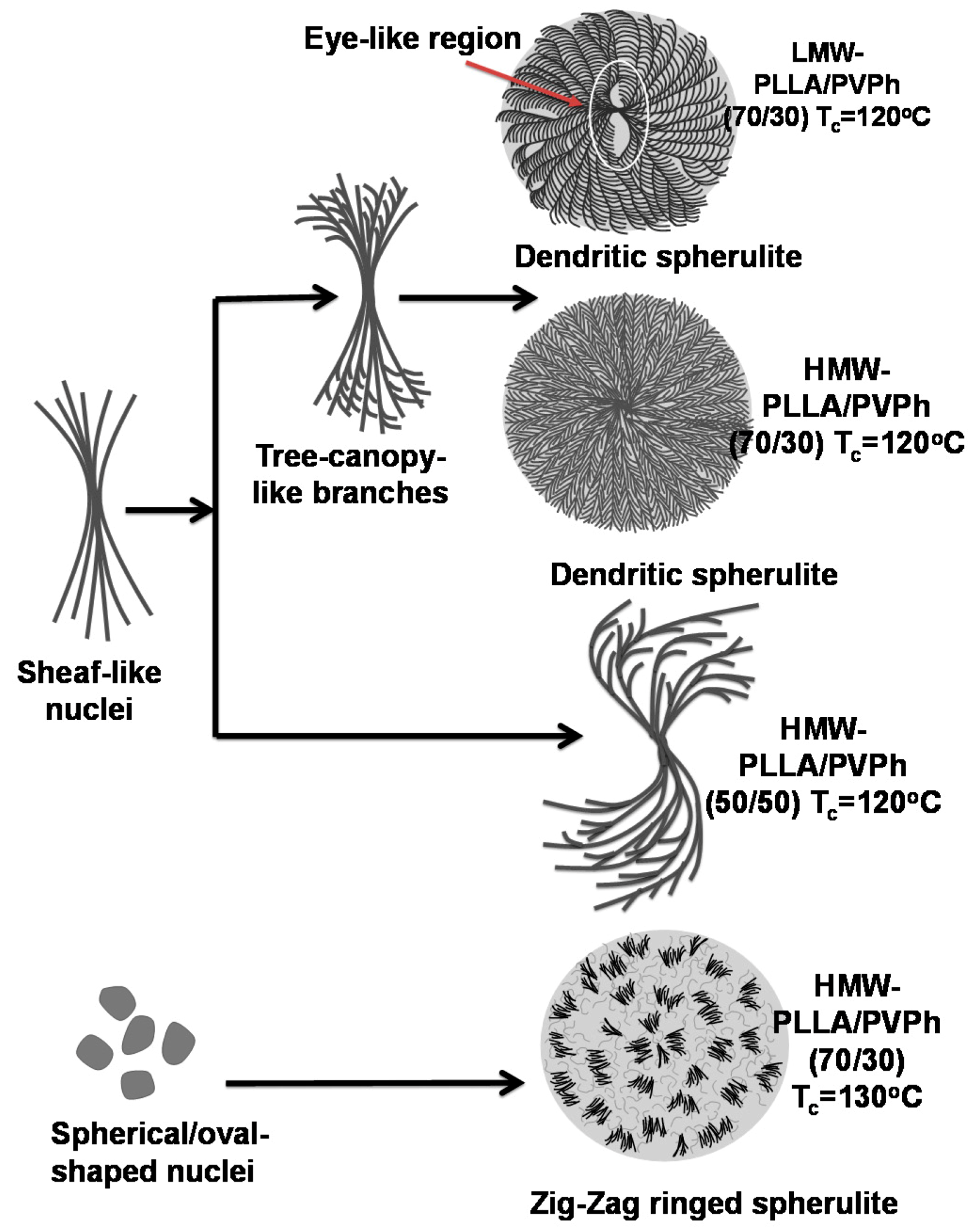Polymers Free Full Text Lamellae Assembly In Dendritic Spherulites Of Poly L Lactic Acid Crystallized With Poly P Vinyl Phenol Html Polymers Free Full Text Lamellae Assembly In Dendritic Spherulites Of Poly L Lactic Acid Crystallized With Poly P Vinyl Phenol Html