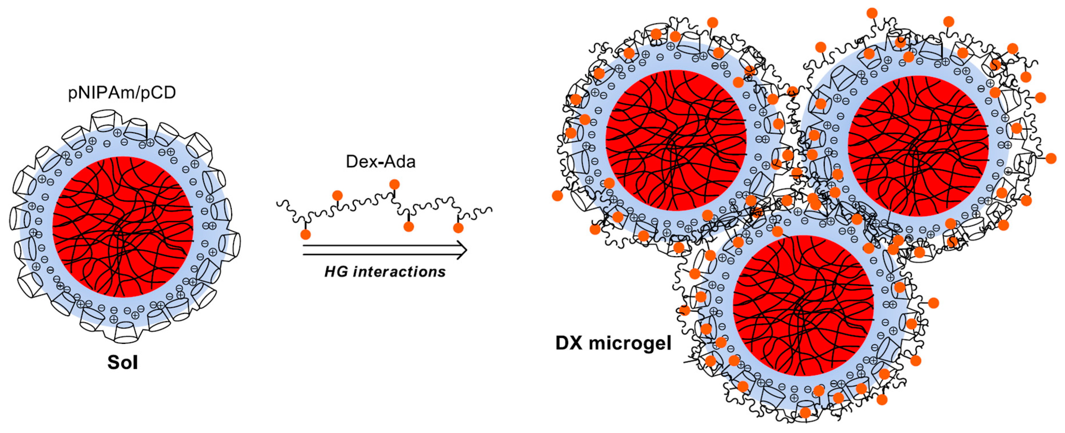 Polymers Free Full Text Supramolecular Hydrogel Based On Pnipam Microgels Connected Via Host Guest Interactions Html