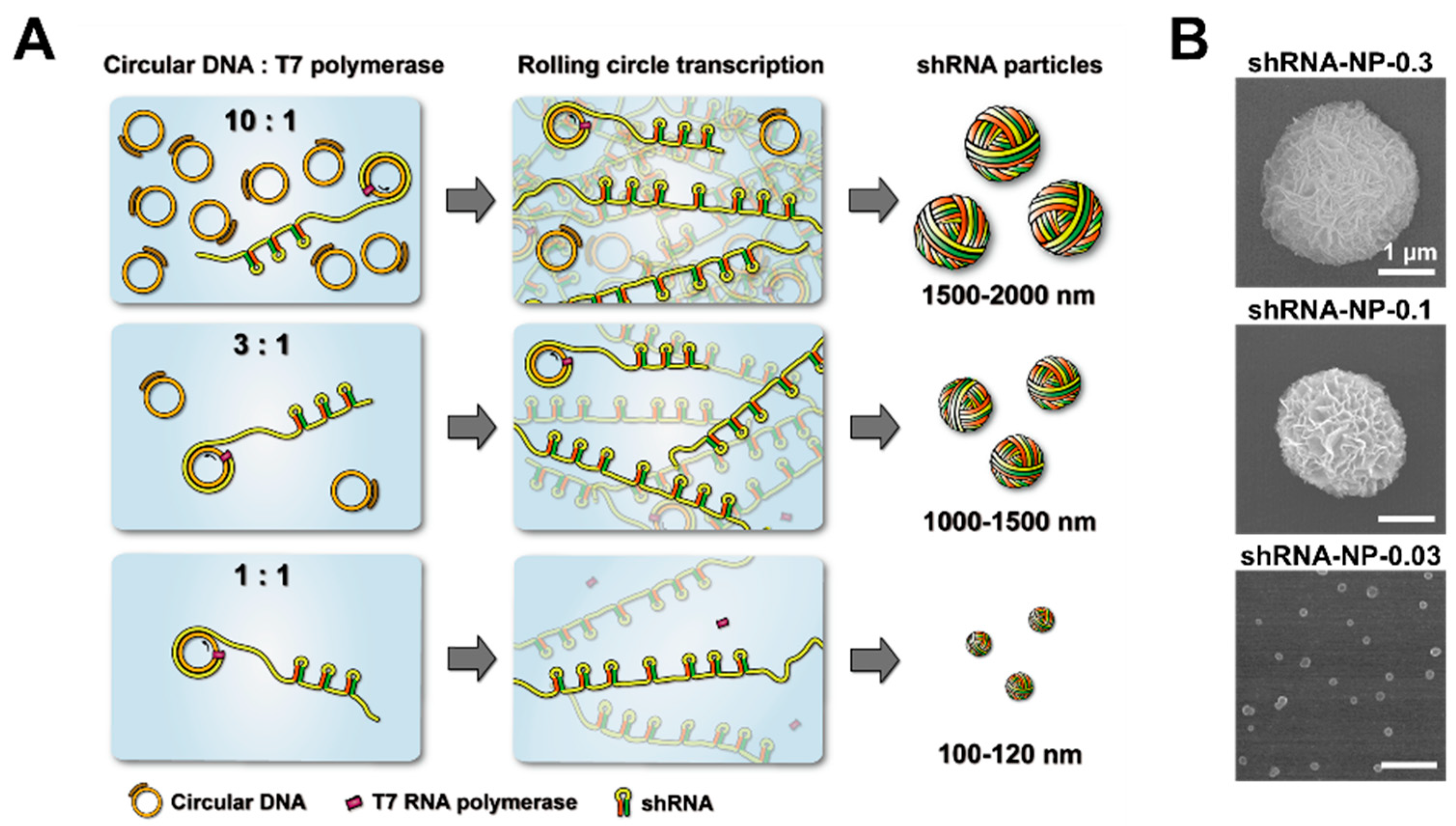 Polymers 10 00589 g001