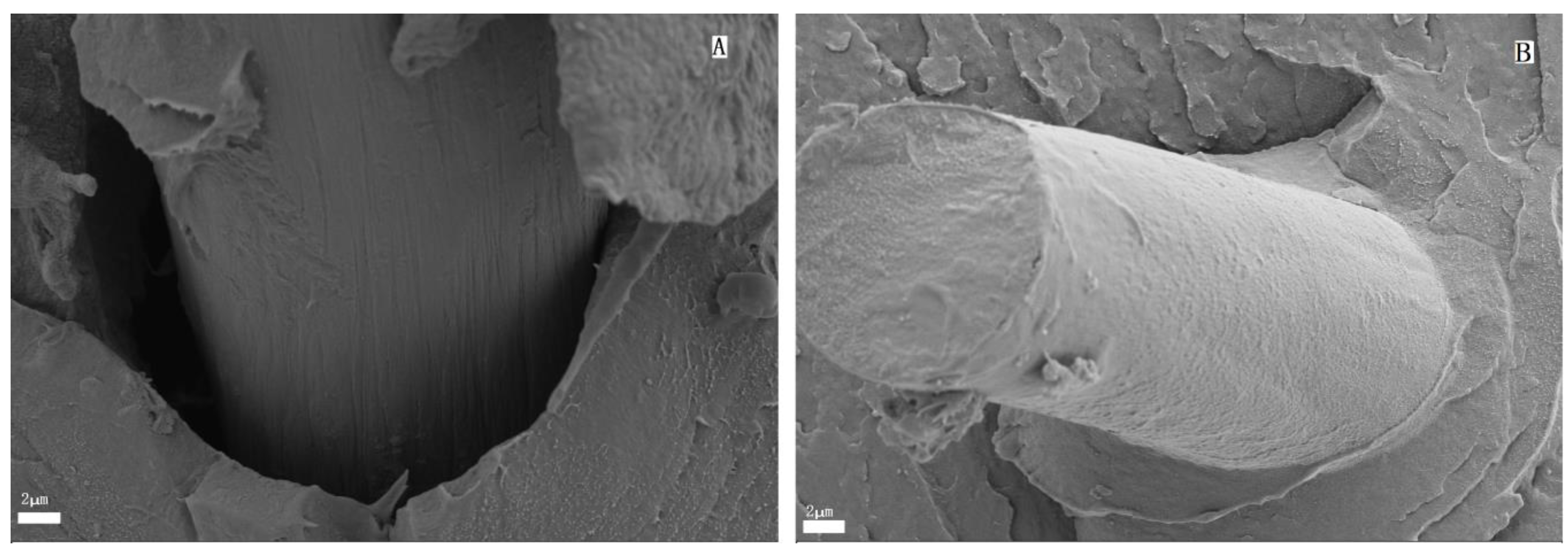 Polymers 10 00594 g013