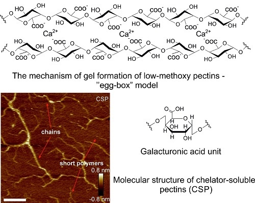 Polymers Free Full Text Structure Related Gelling Of Pectins And Linking With Other Natural Compounds A Review Html