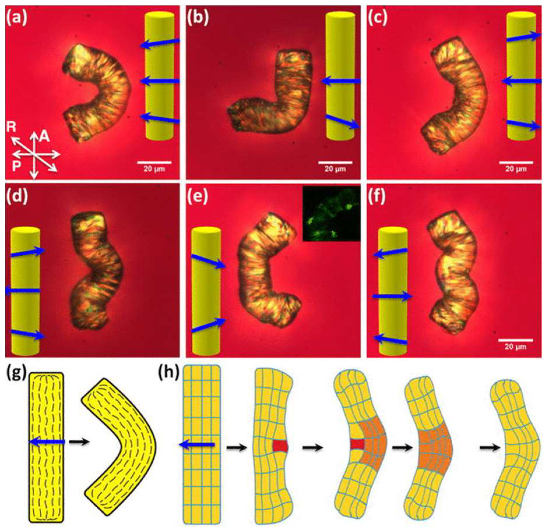 Polymers 10 00773 g014 Polymers 10 00773 g014