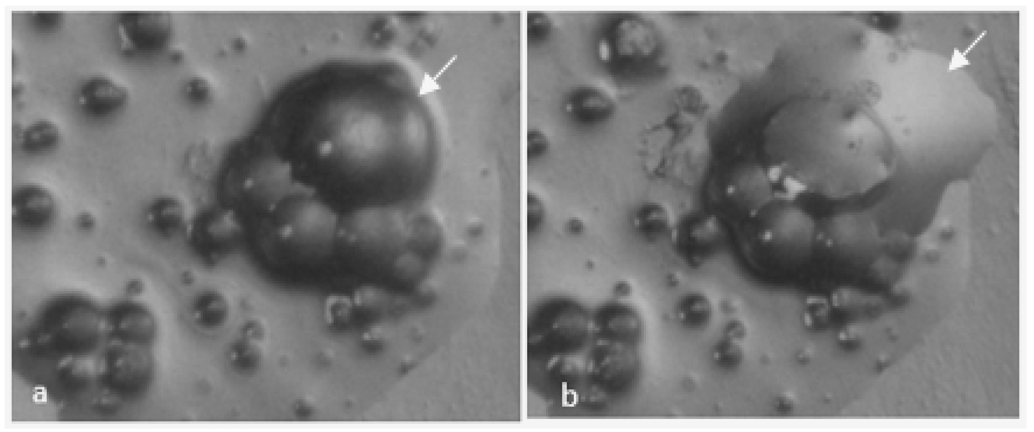 Polymers 10 00825 g005 550