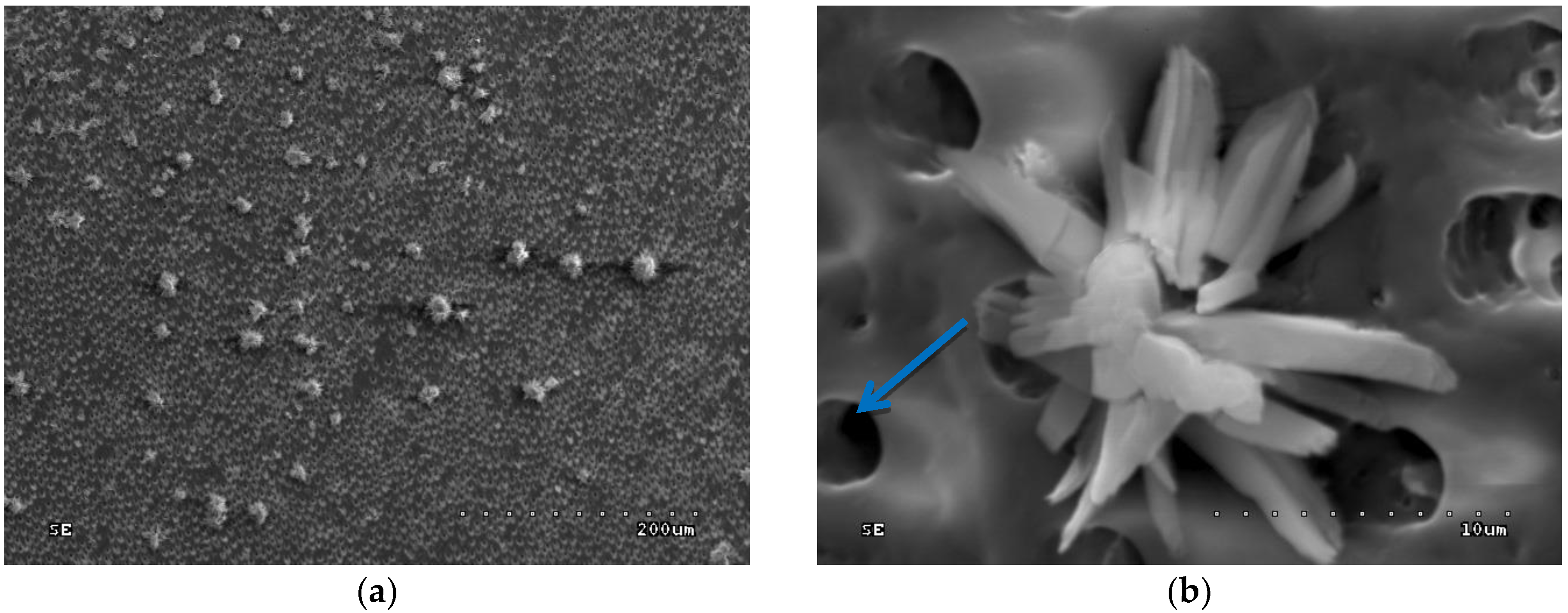 Polymers 10 00905 g010