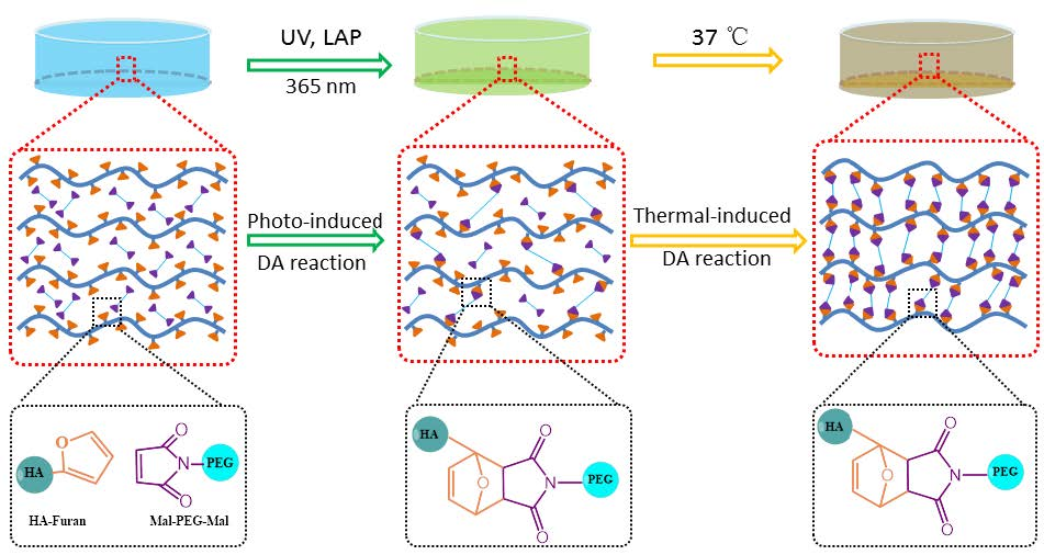 Polymers Free FullText A Hyaluronic Acid Based Injectable Hydrogel