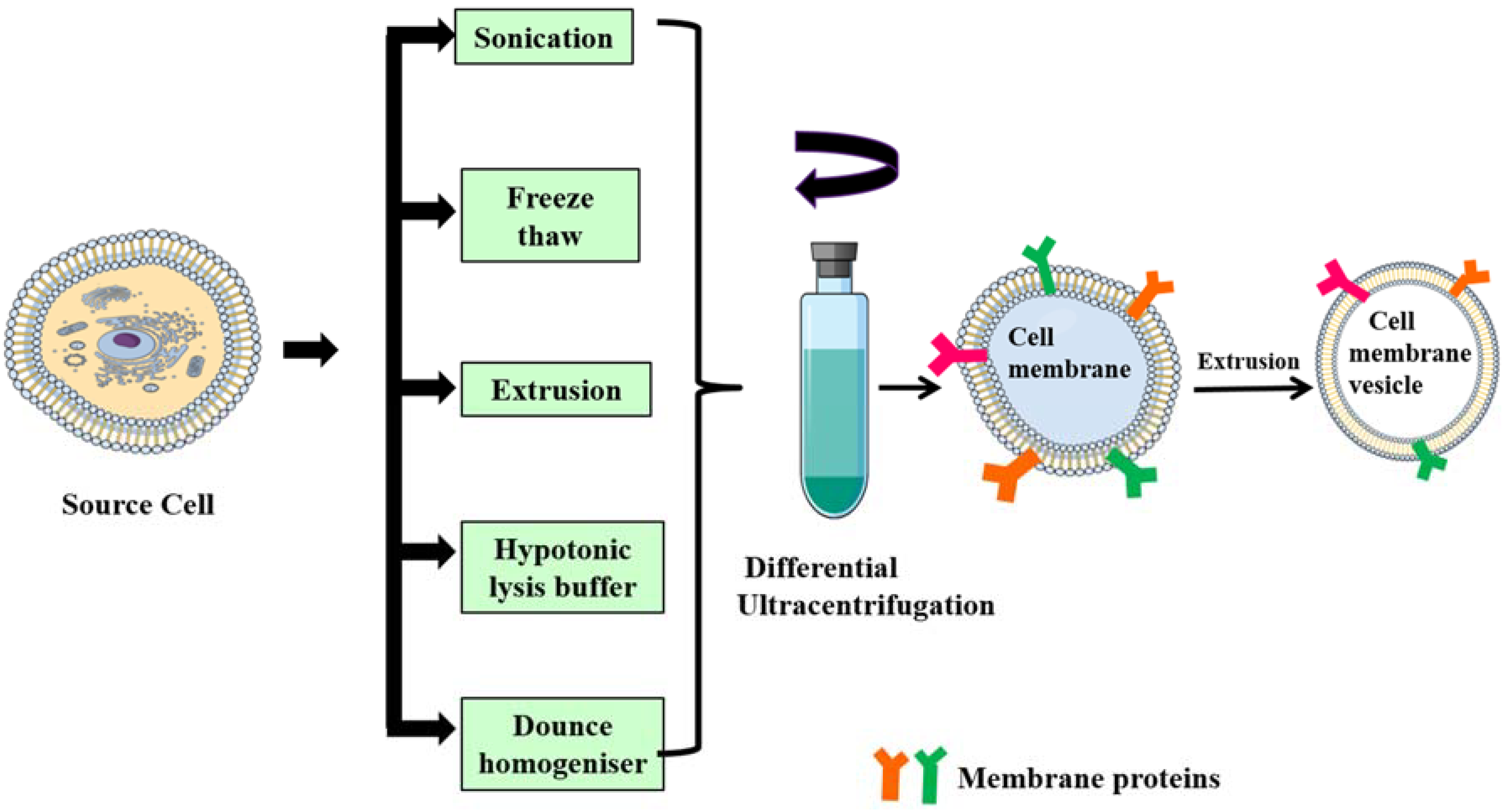 Polymers 10 00983 g003 Polymers 10 00983 g003