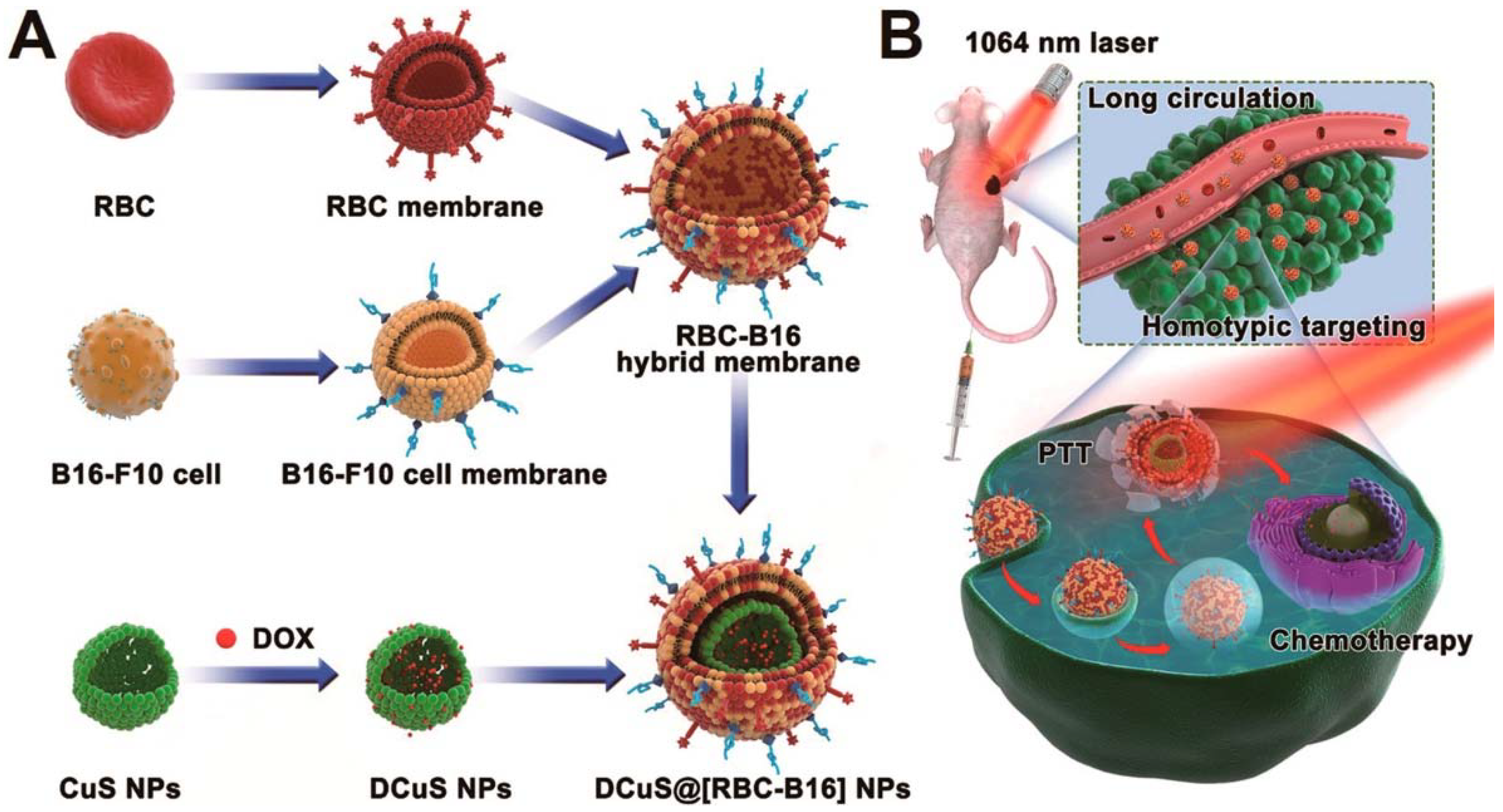 Polymers | Free Full-Text | Cell Membrane-Camouflaged Nanoparticles: A