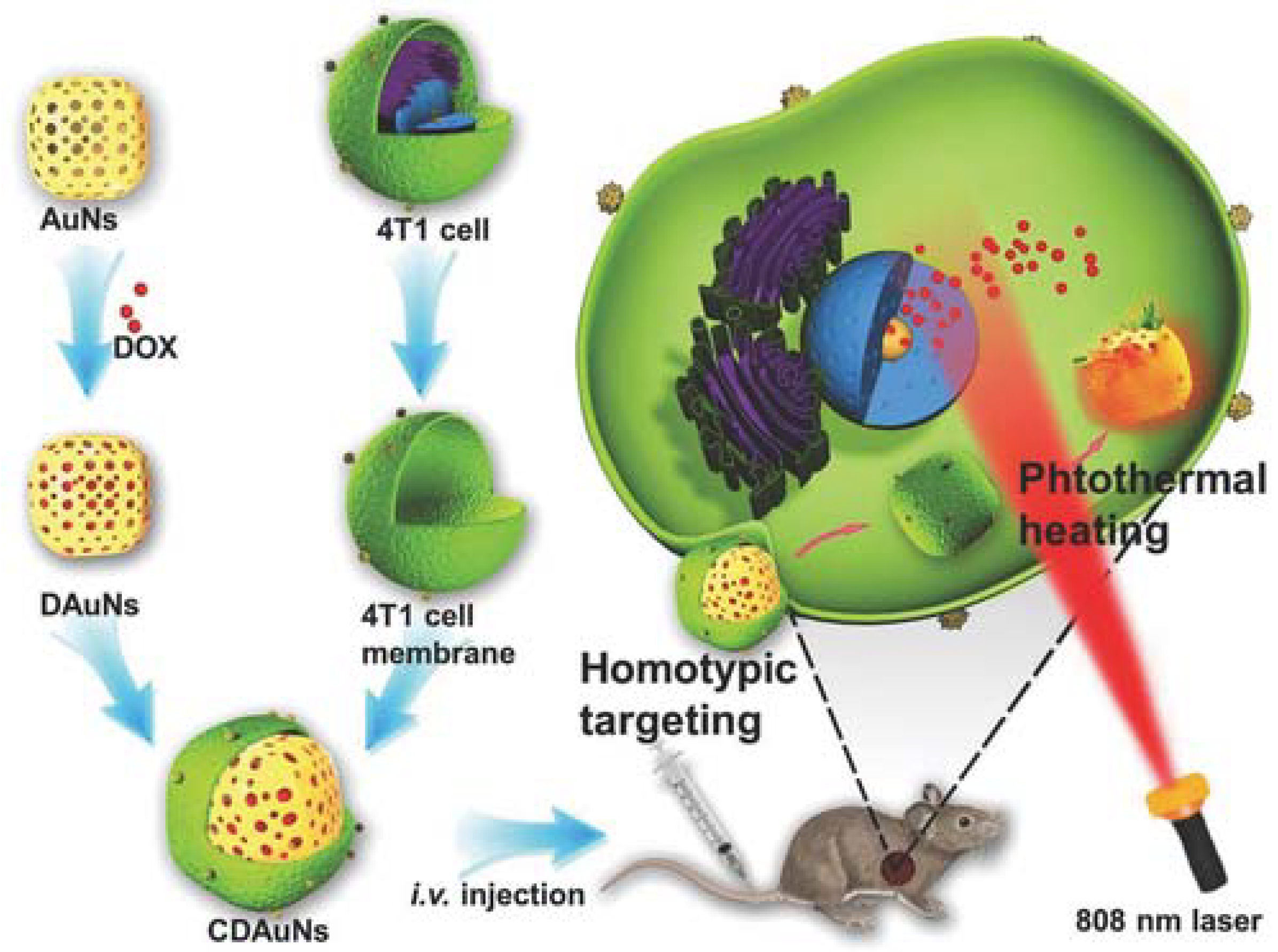 Polymers 10 00983 g011 Polymers 10 00983 g011