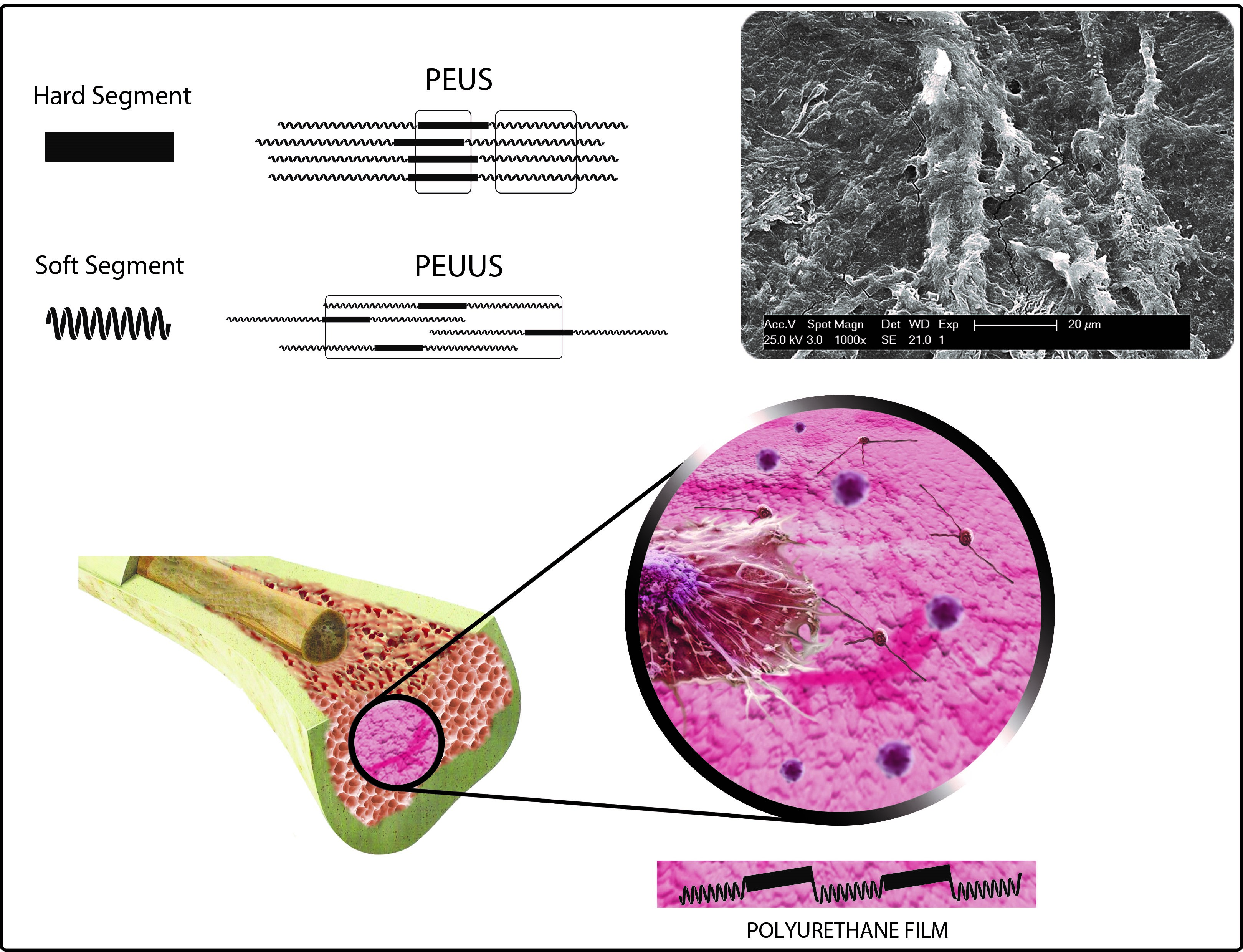 and Synthesis | | Free Polymers Full-Text in Vitro ...