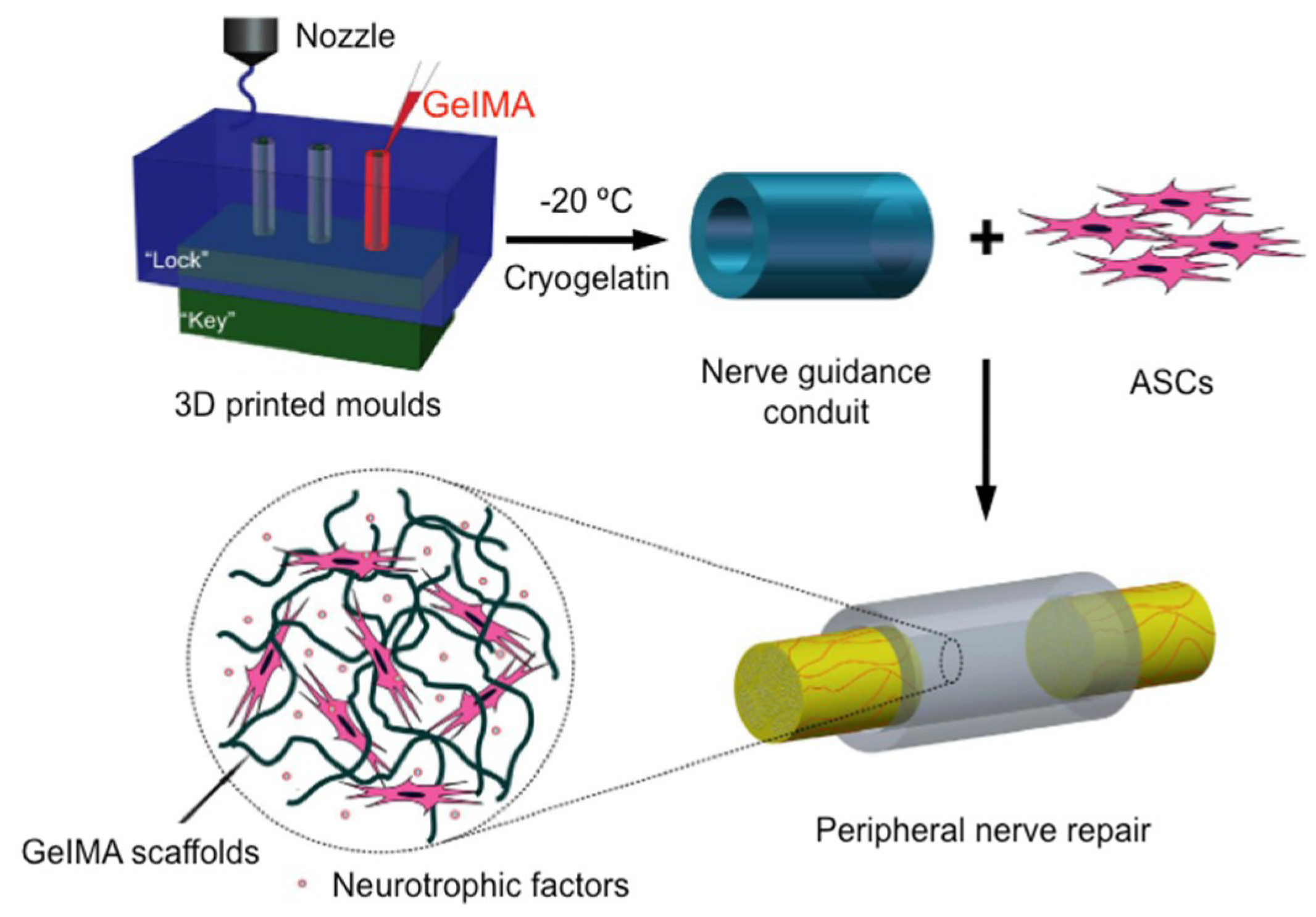 3 регенерация. Nerve Regeneration. Способы регенерации нерва. Нервные кондуиты для регенерации клеток.