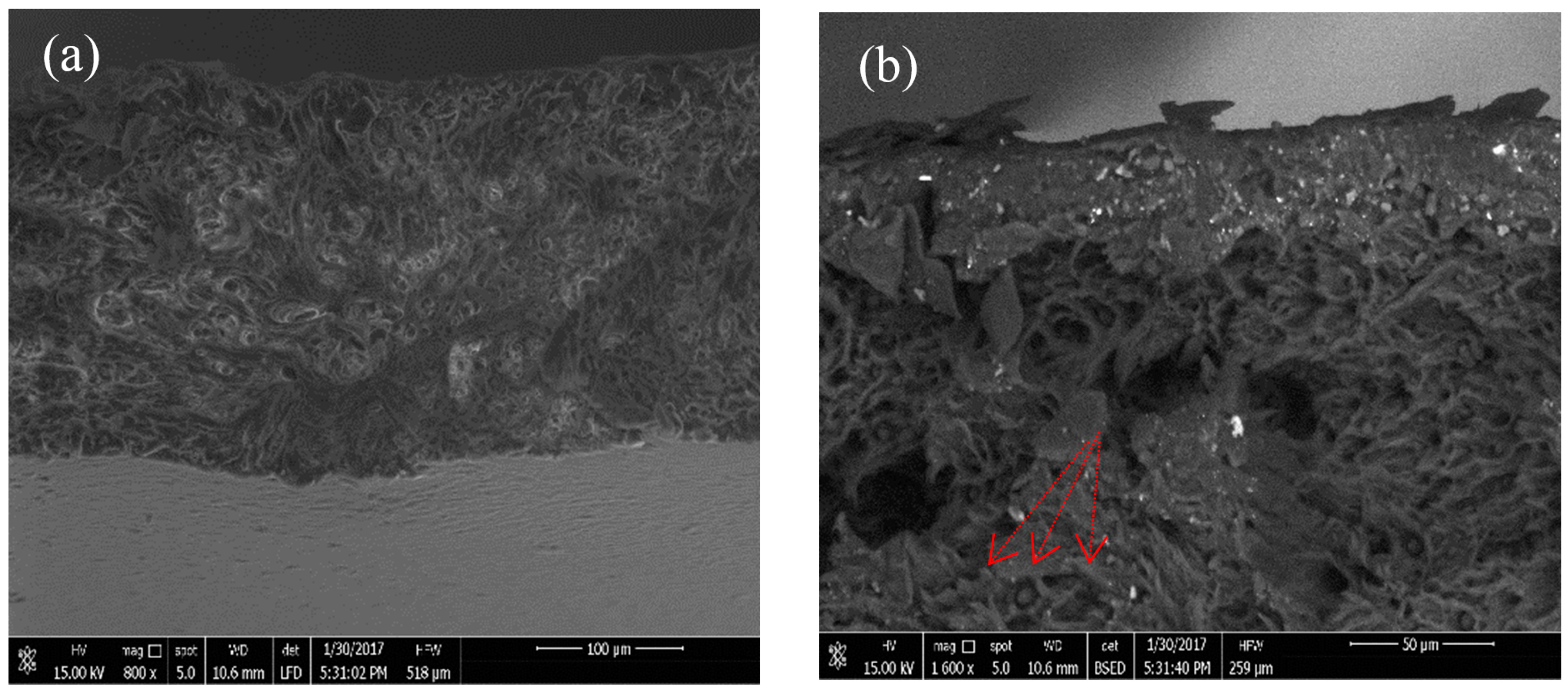 Polymers 10 01174 g003a