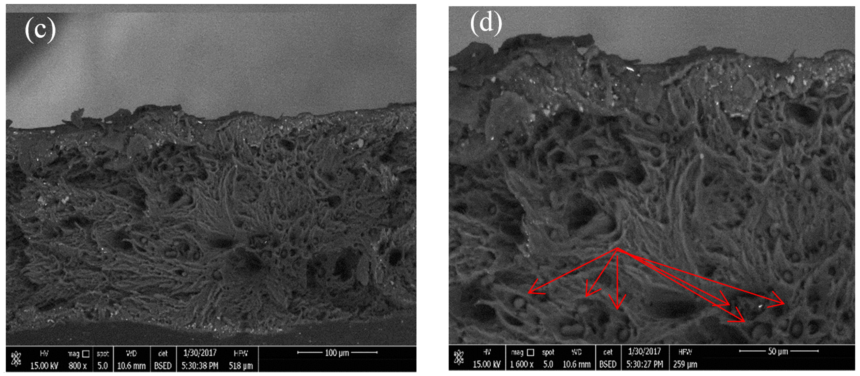 Polymers 10 01174 g003b