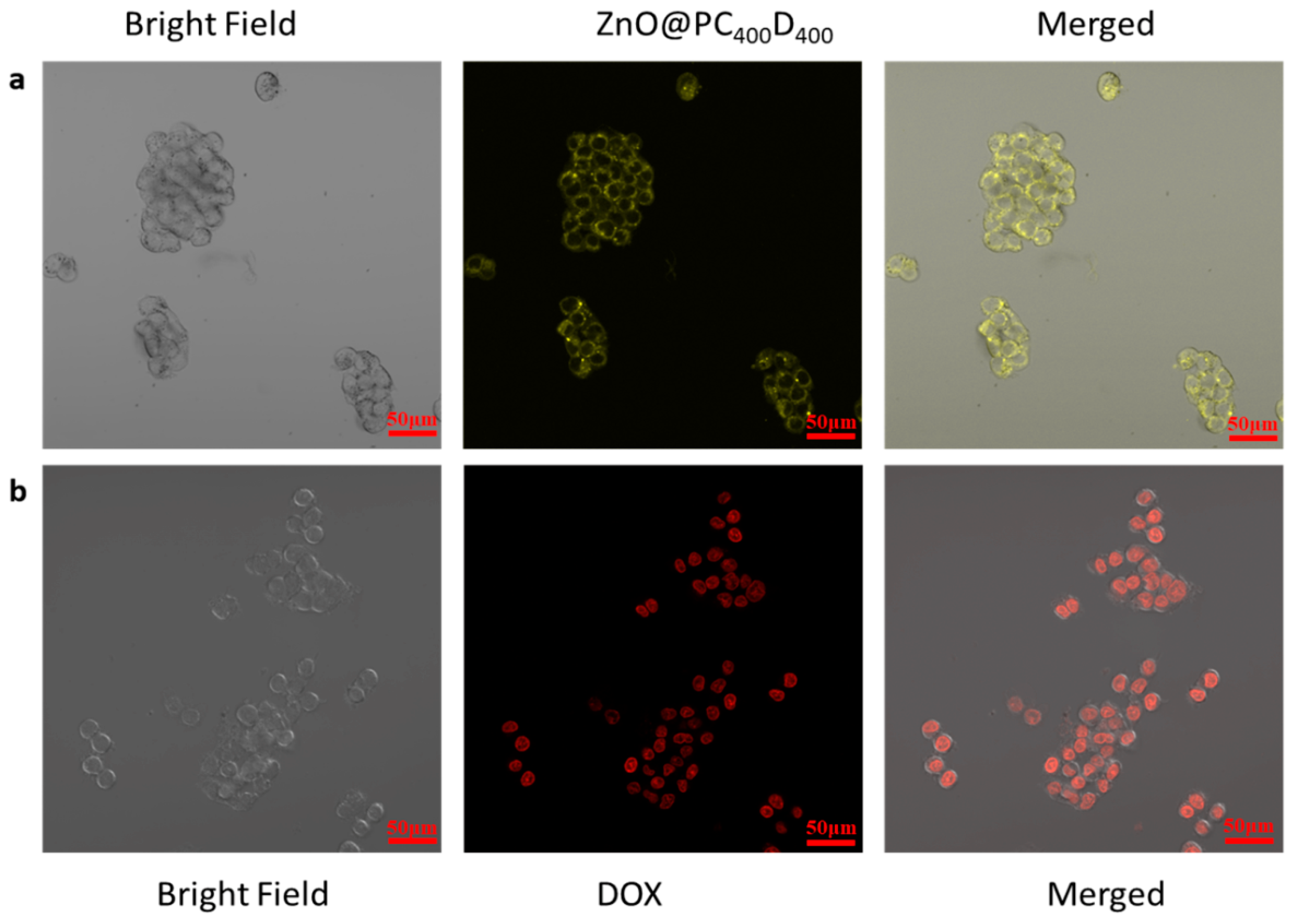 Polymers Free Full Text Zno Quantum Dots Modified By Ph