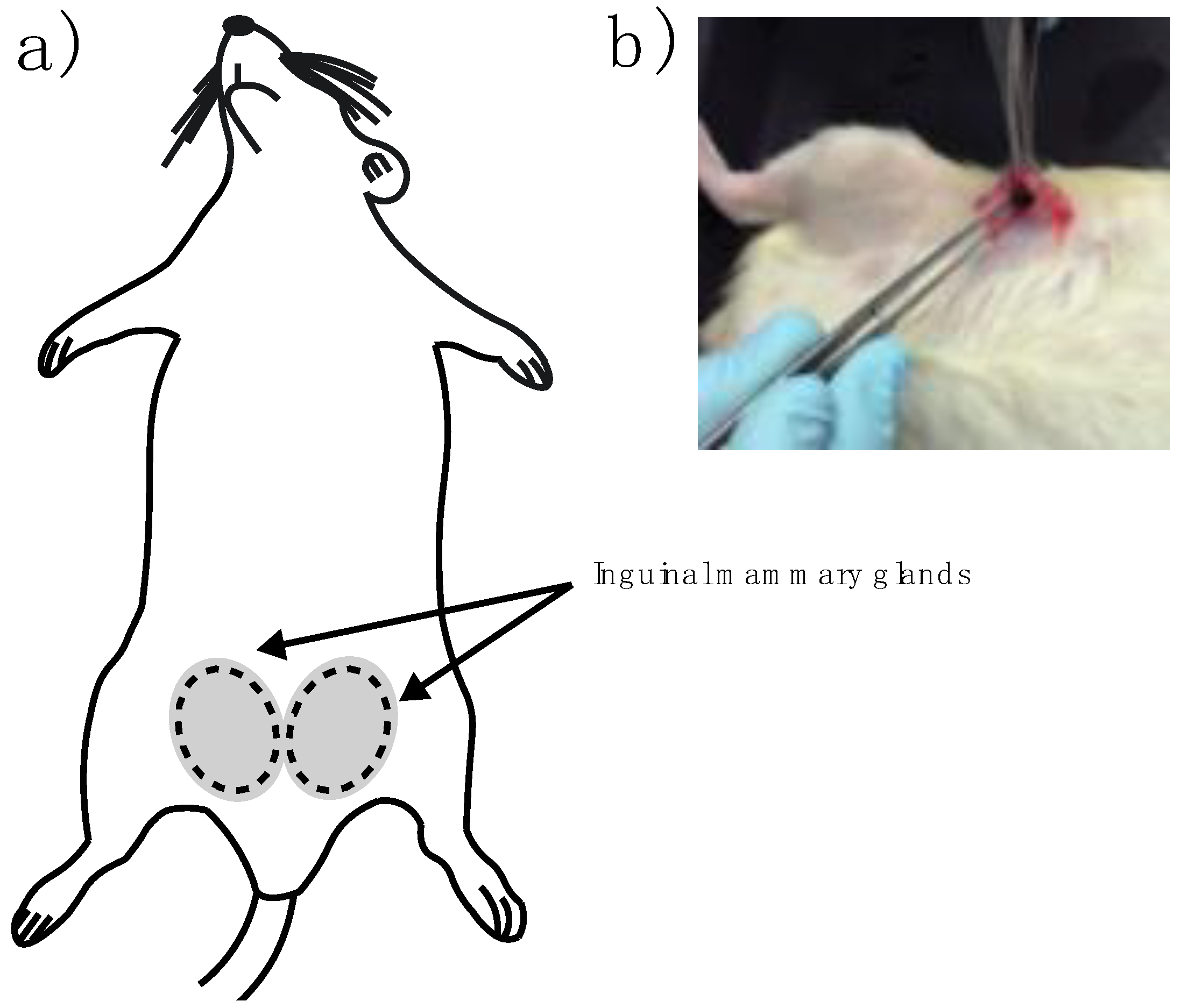 Polymers 10 01307 g002
