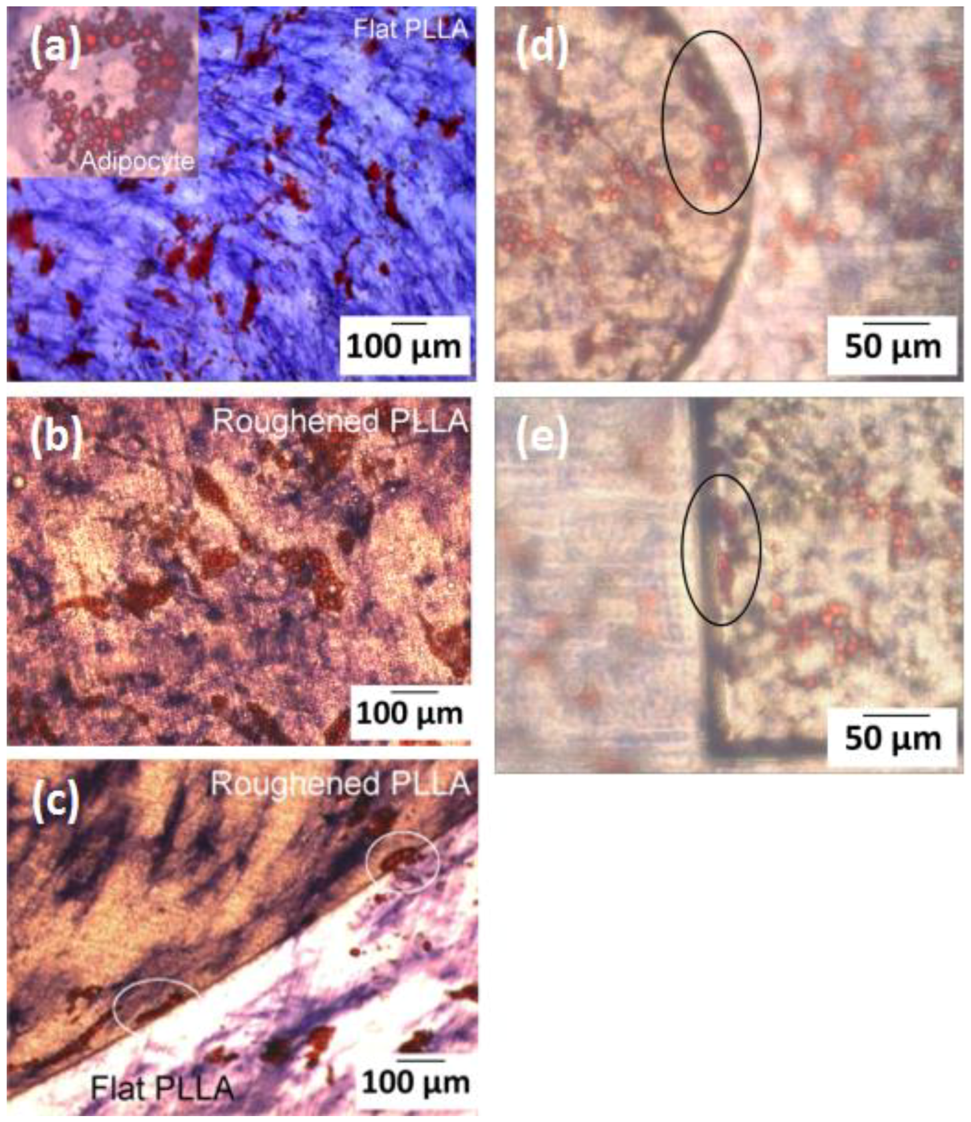 Polymers 10 01337 g009 Polymers 10 01337 g009