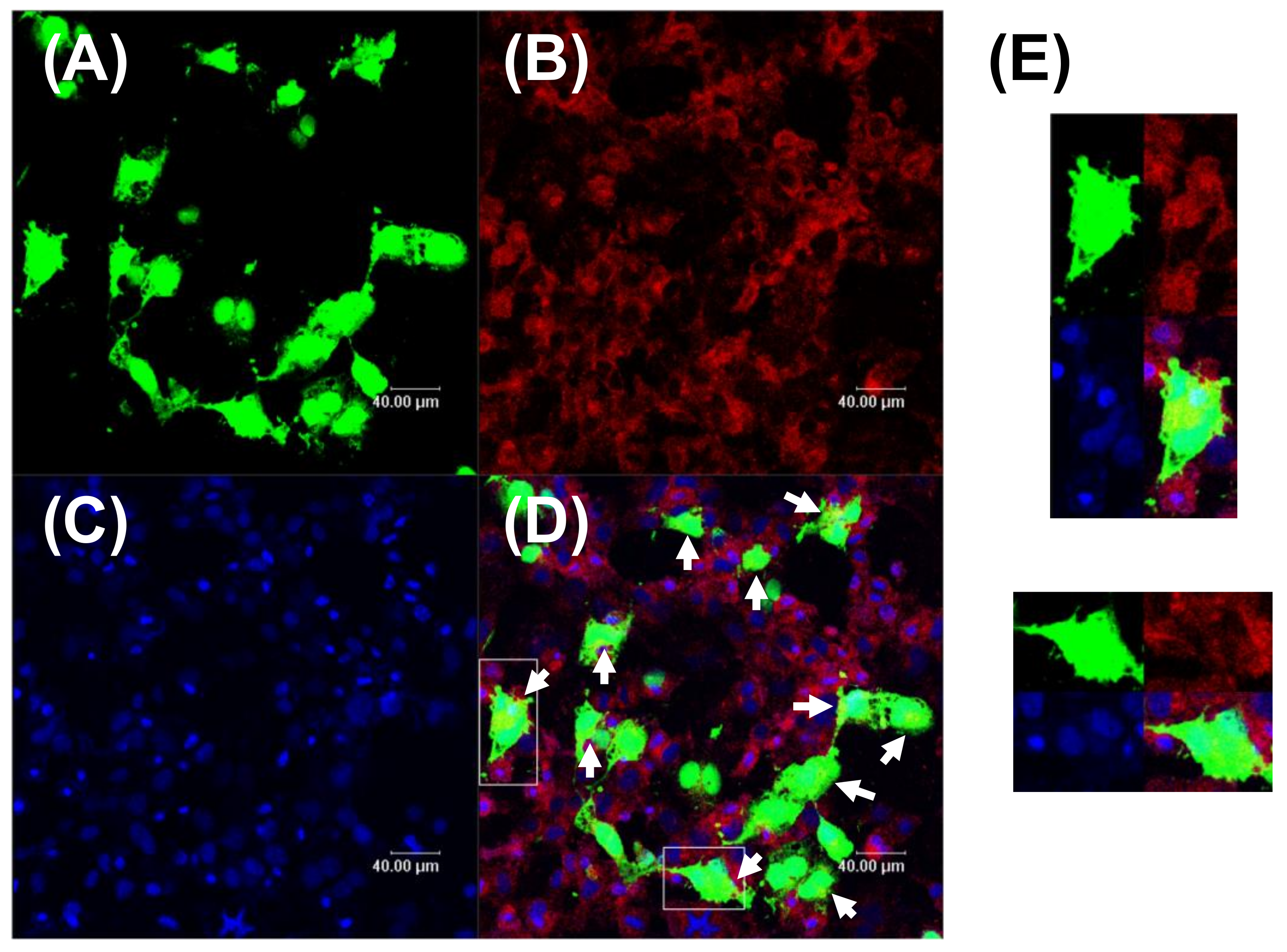 Polymers 11 00060 g005