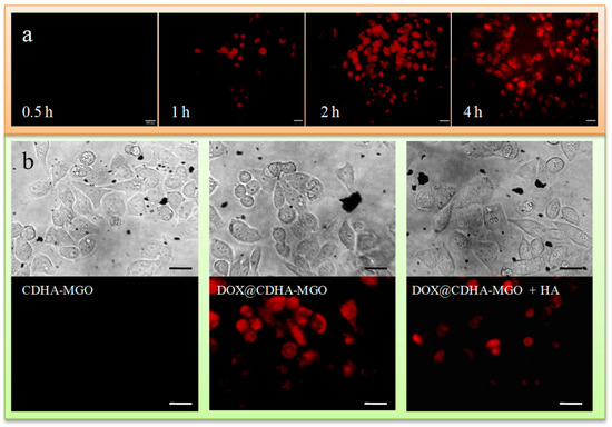 β-Cyclodextrin–Hyaluronic Acid Polymer Functionalized