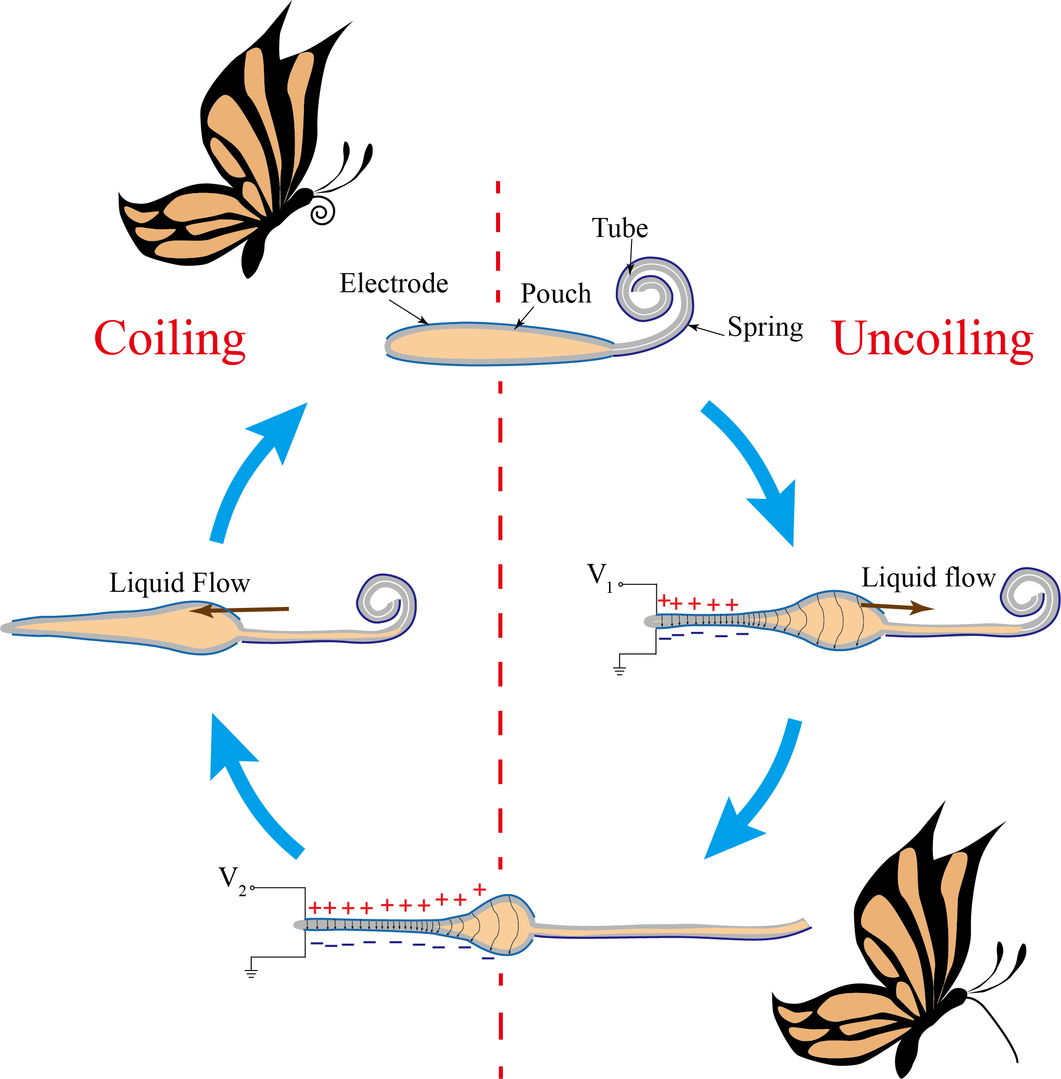 Polymers Free FullText BioInspired Soft Proboscis Actuator Driven by Dielectric Elastomer