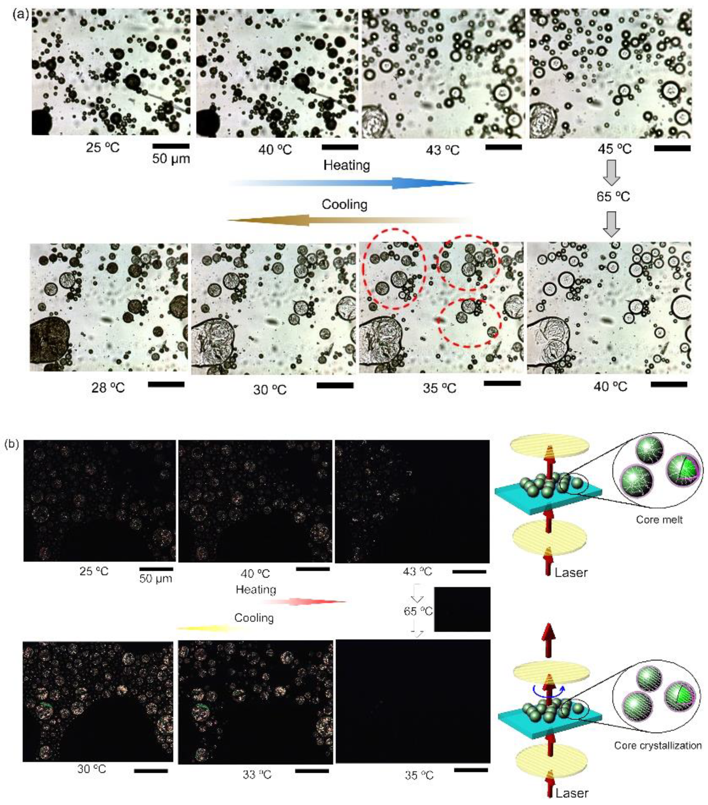 Polymers 11 00199 g007 550