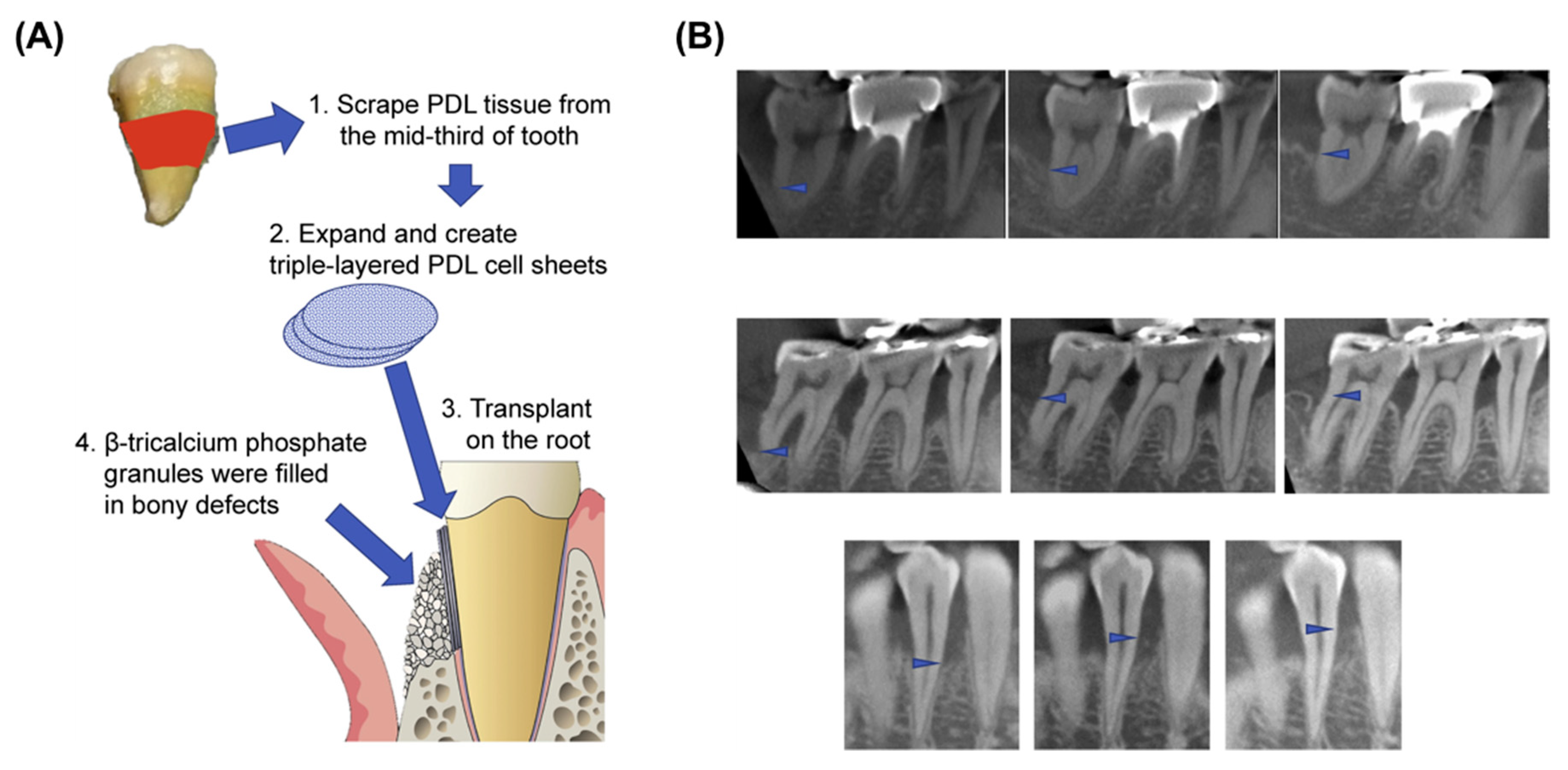 Polymers 11 00209 g004 Polymers 11 00209 g004