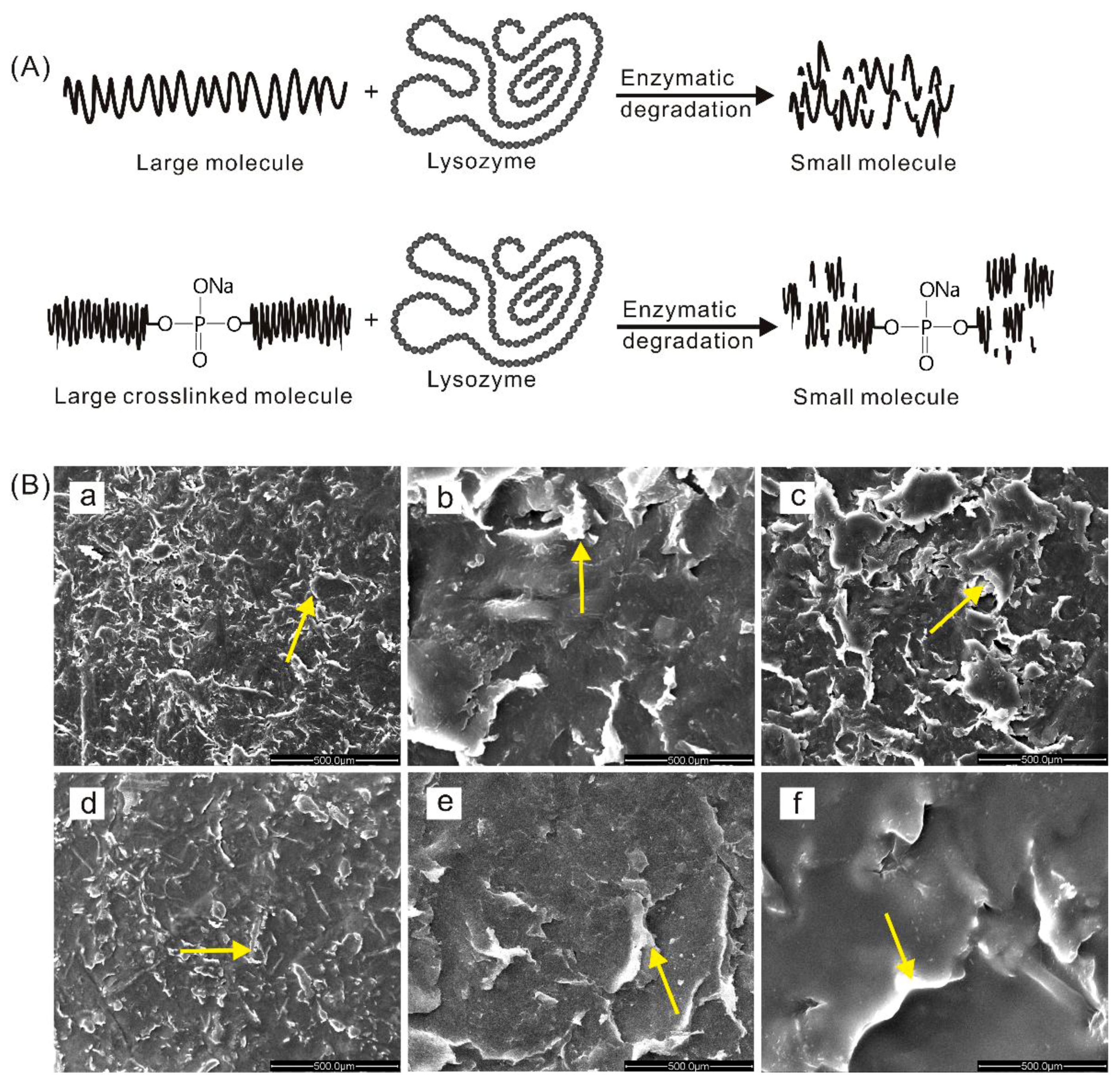 Polymers 11 00368 g006