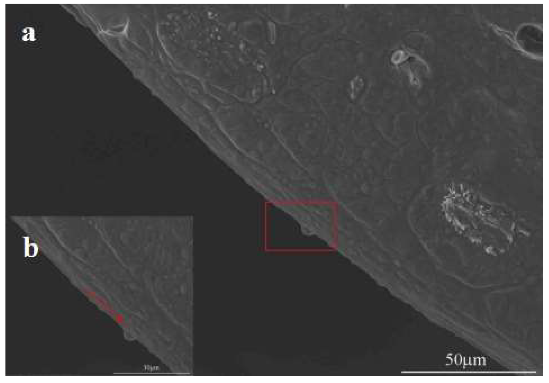 Polymers 11 00454 g008