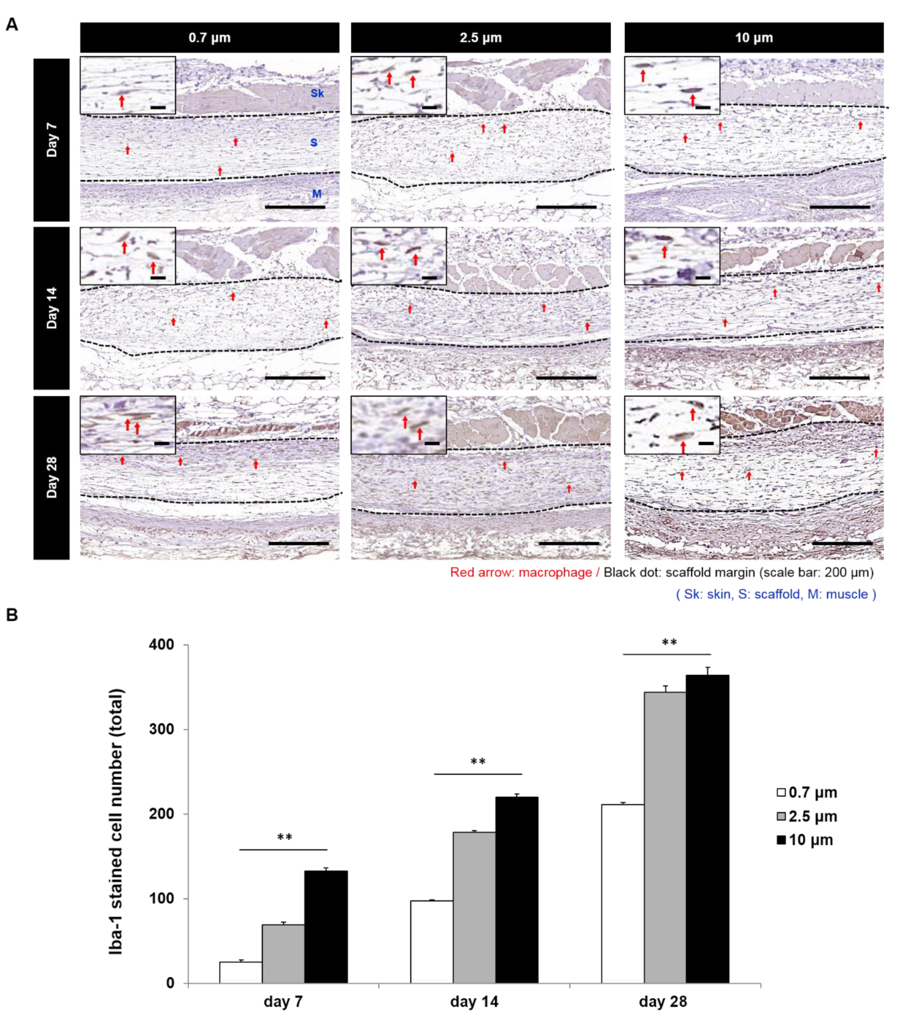 Polymers 11 00643 g007 Polymers 11 00643 g007