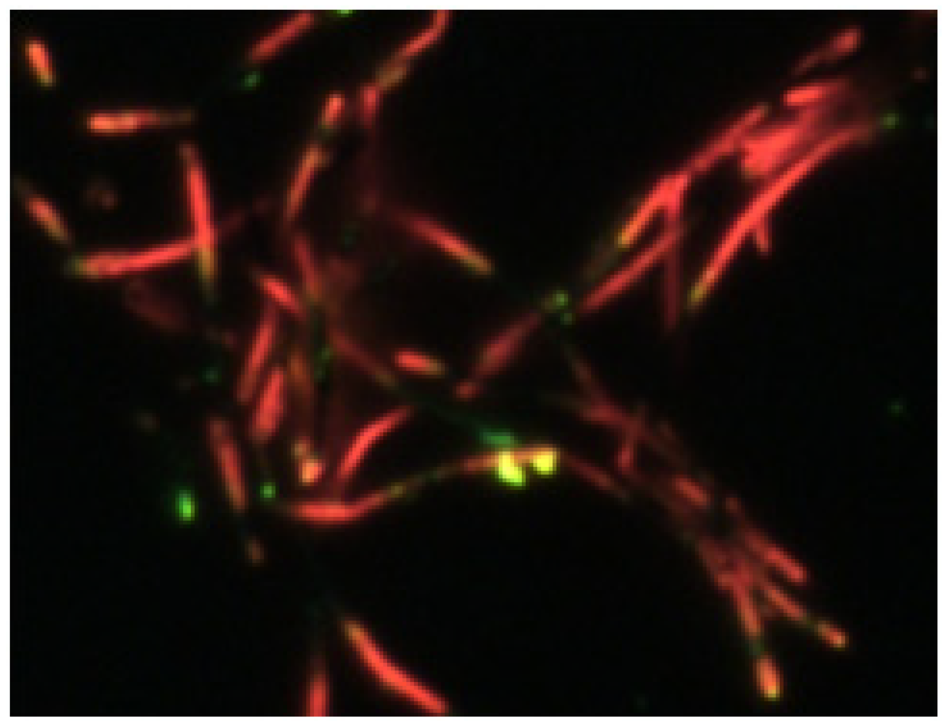 Polymers 11 00662 g006