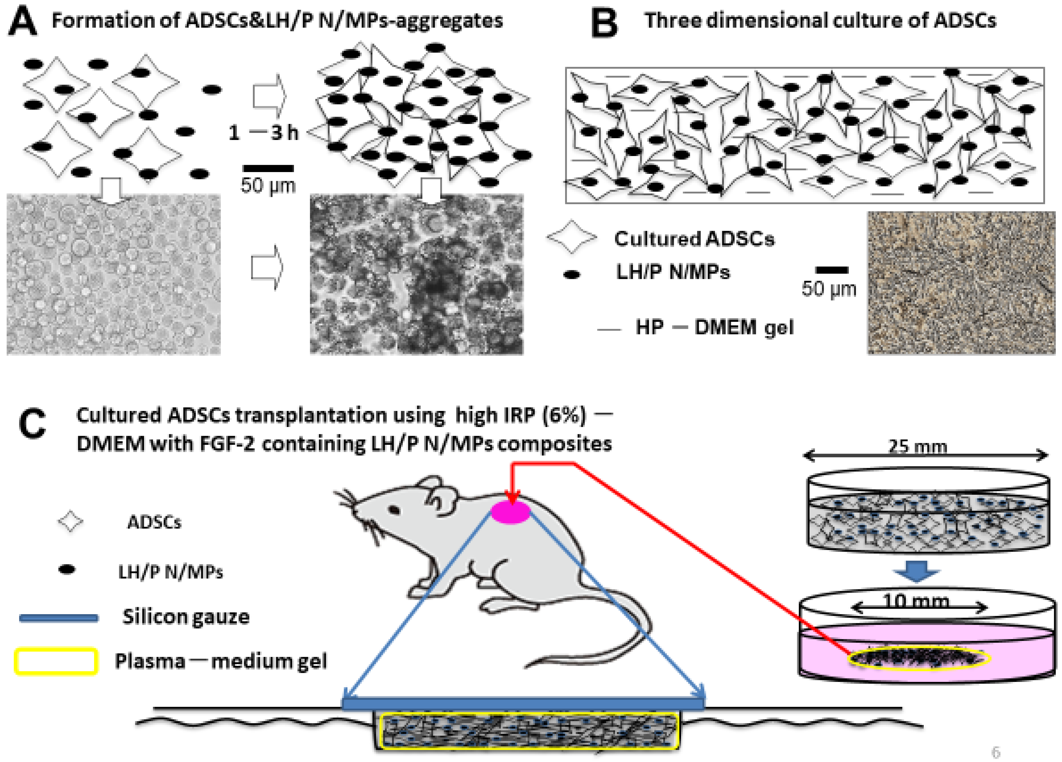Polymers 11 00672 g005