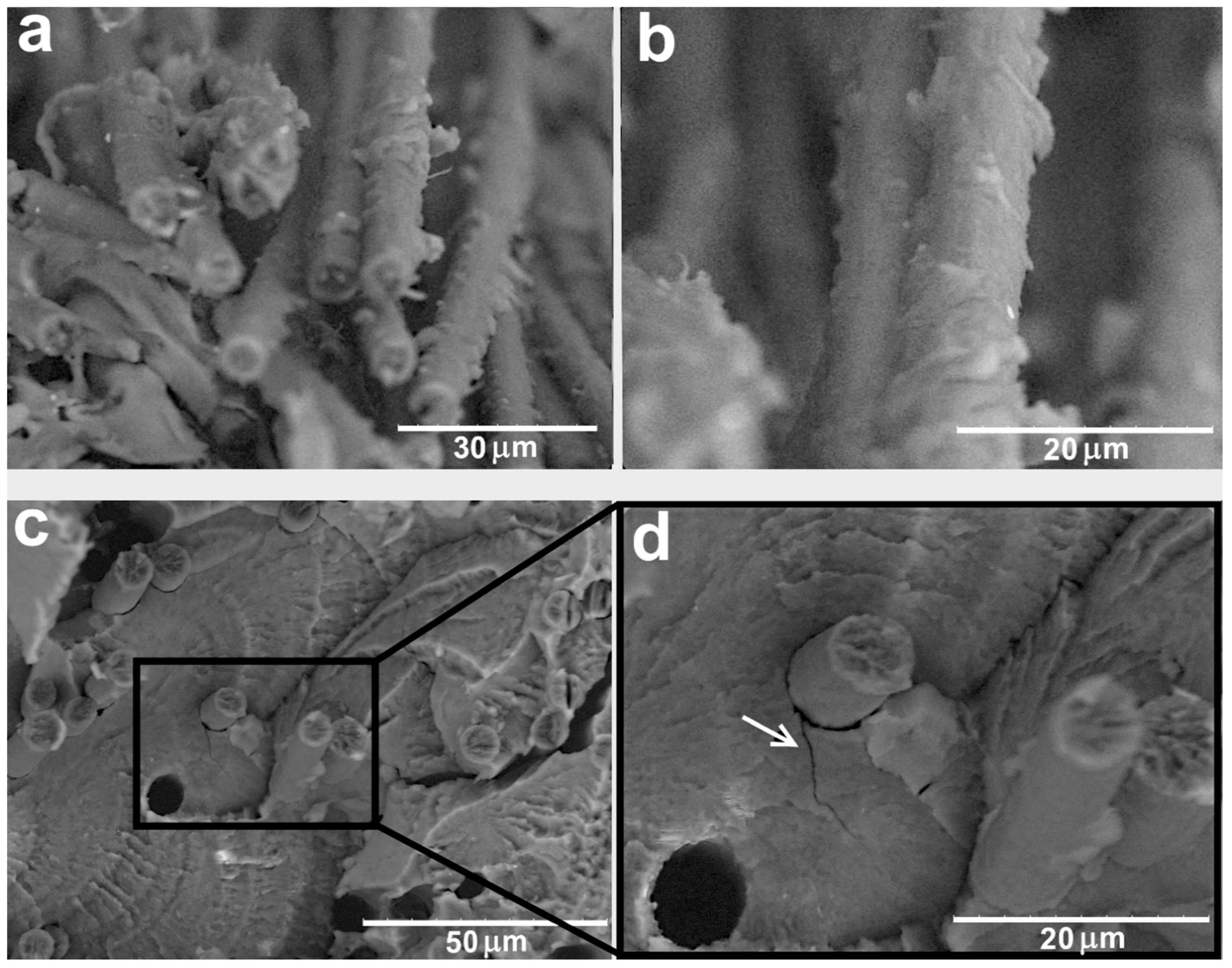 Polymers 11 00684 g005 550