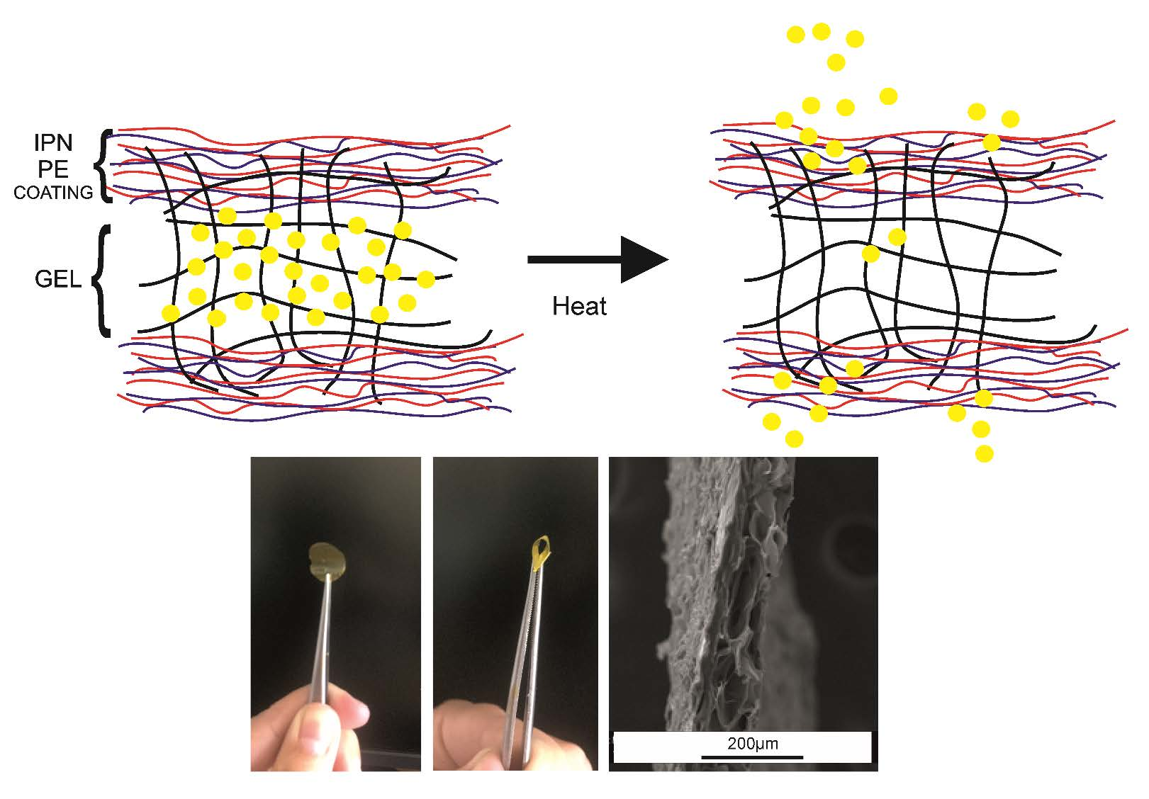 Polymers Free FullText Polysaccharide Coating of Gelatin Gels for