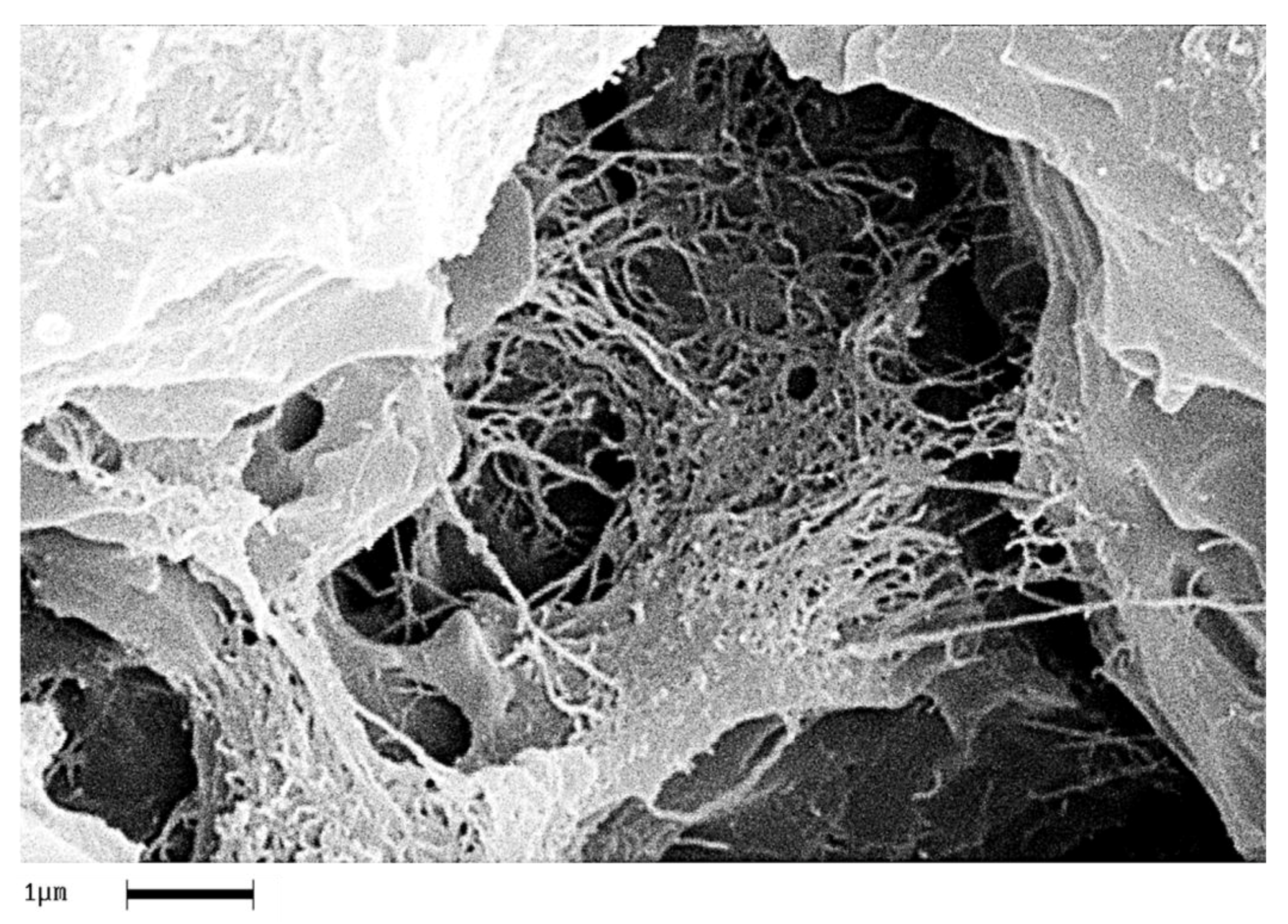Polymers 11 00832 g019