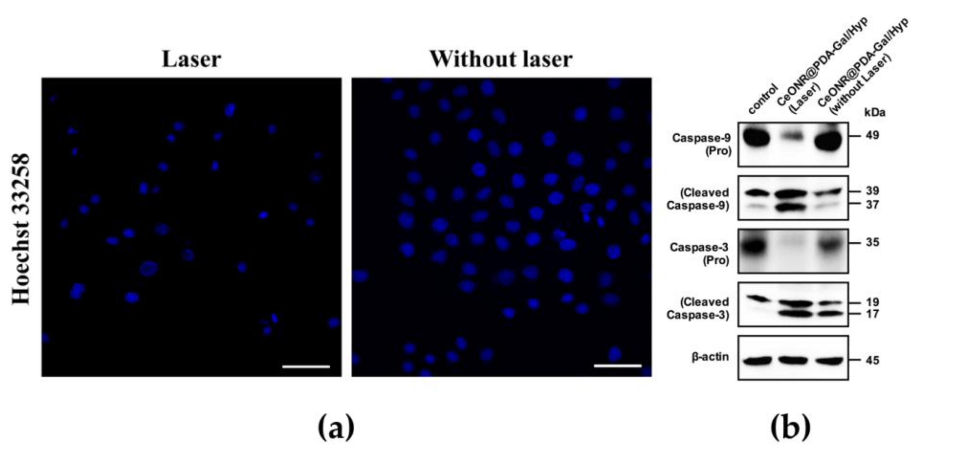 Polymers 11 01025 g007 Polymers 11 01025 g007