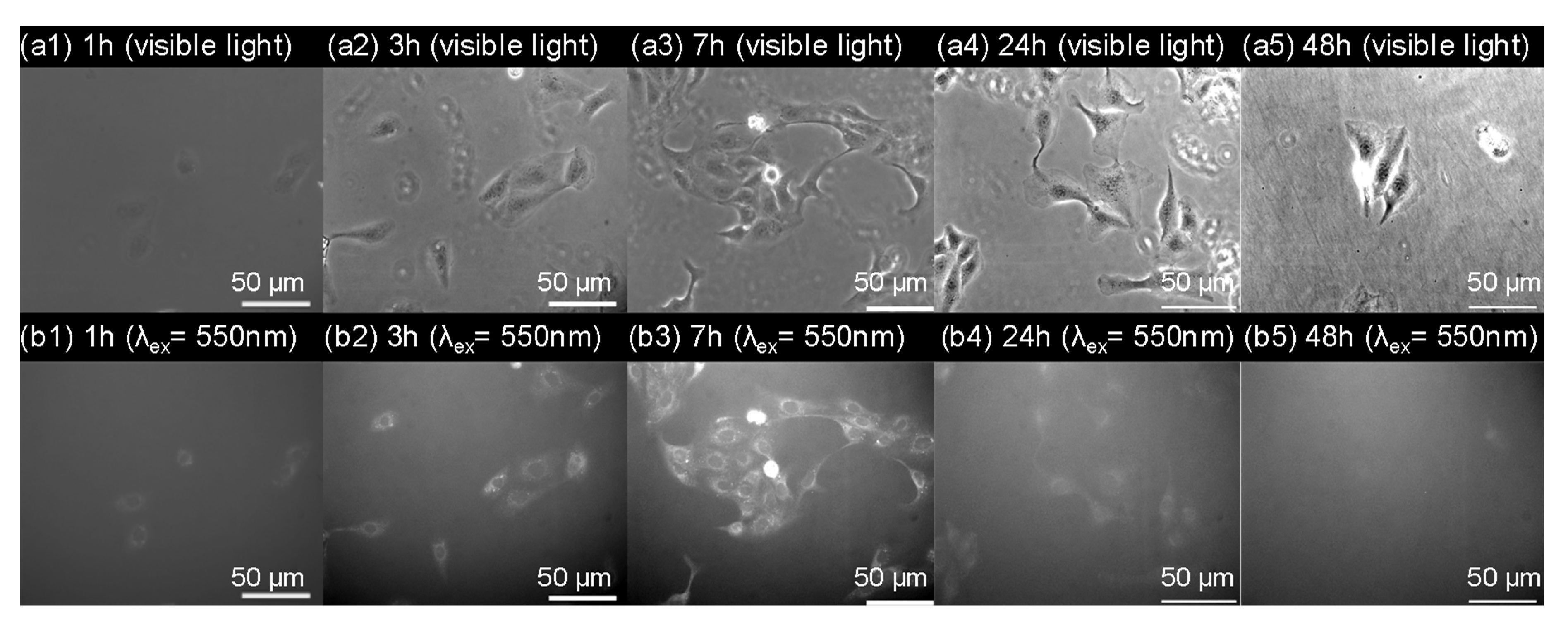 Polymers 11 01079 g007 550