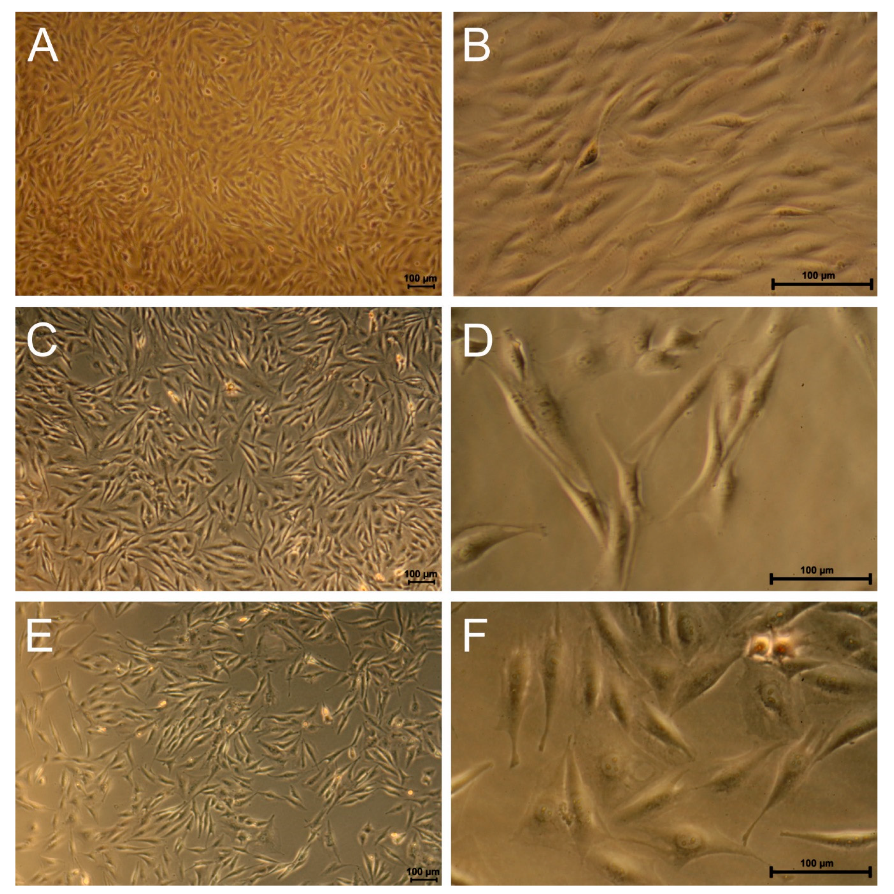 Polymers 11 01090 g003 Polymers 11 01090 g003