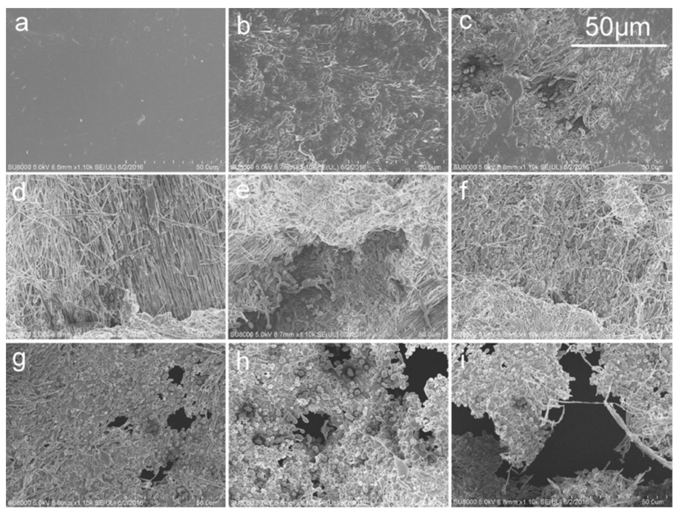 Polymers 11 01193 g008 Polymers 11 01193 g008
