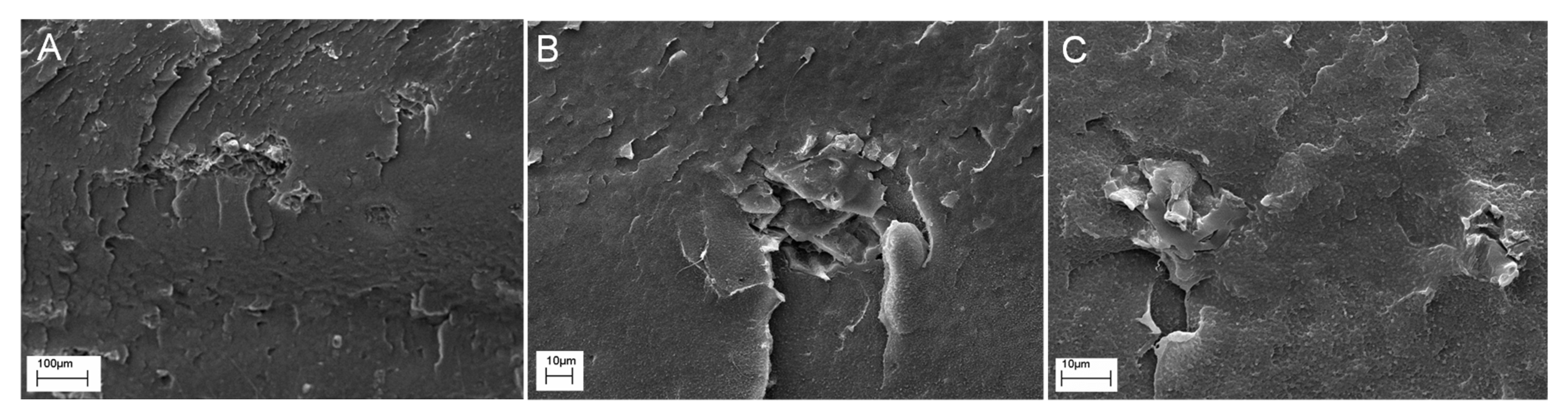 Polymers 11 01336 g011 Polymers 11 01336 g011