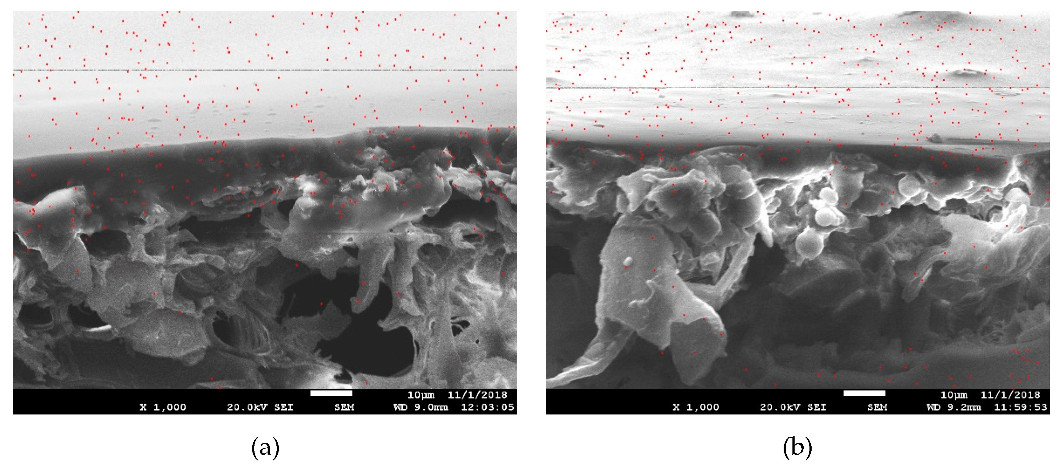 Polymers 11 01414 g008 550