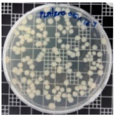 Polymers 11 01427 i003 Polymers 11 01427 i003