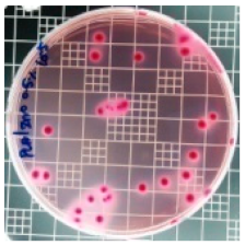 Polymers 11 01427 i004 Polymers 11 01427 i004