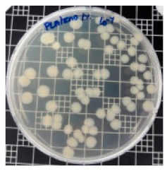 Polymers 11 01427 i005 Polymers 11 01427 i005