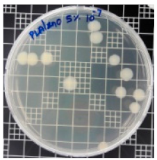 Polymers 11 01427 i009 Polymers 11 01427 i009