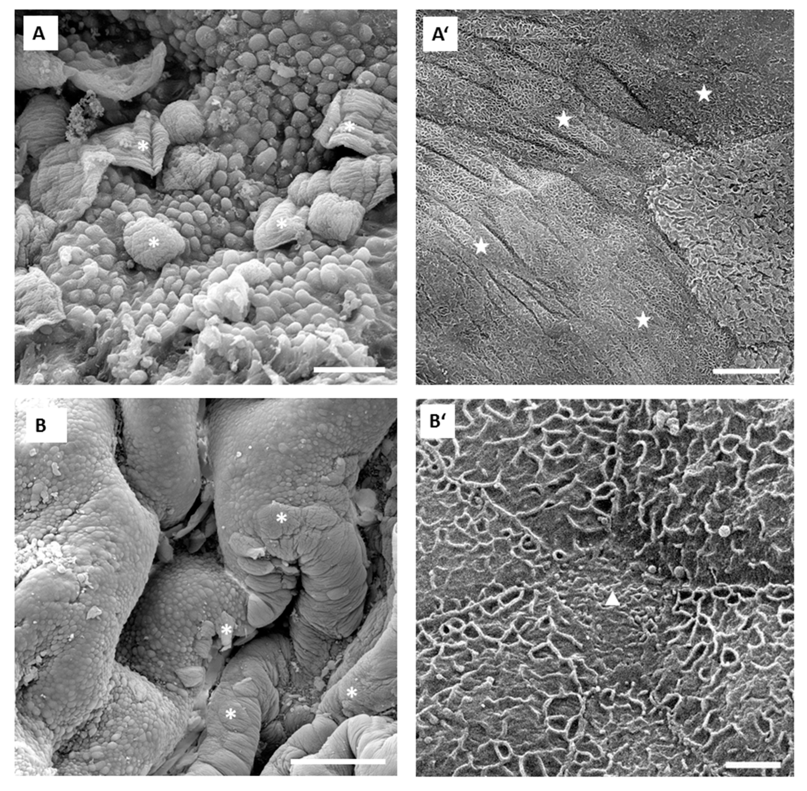 Polymers 11 01506 g008