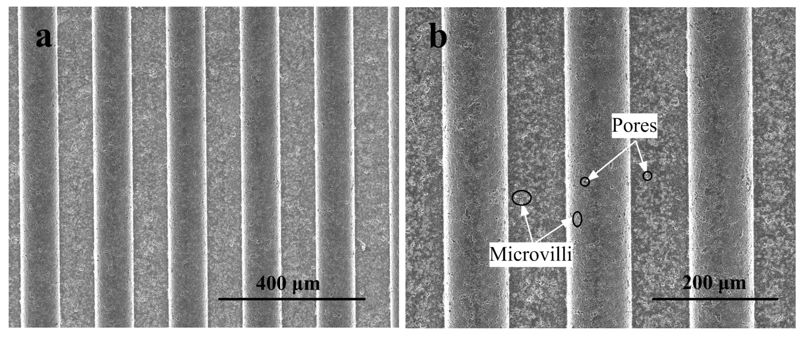 Polymers 11 01591 g005 Polymers 11 01591 g005