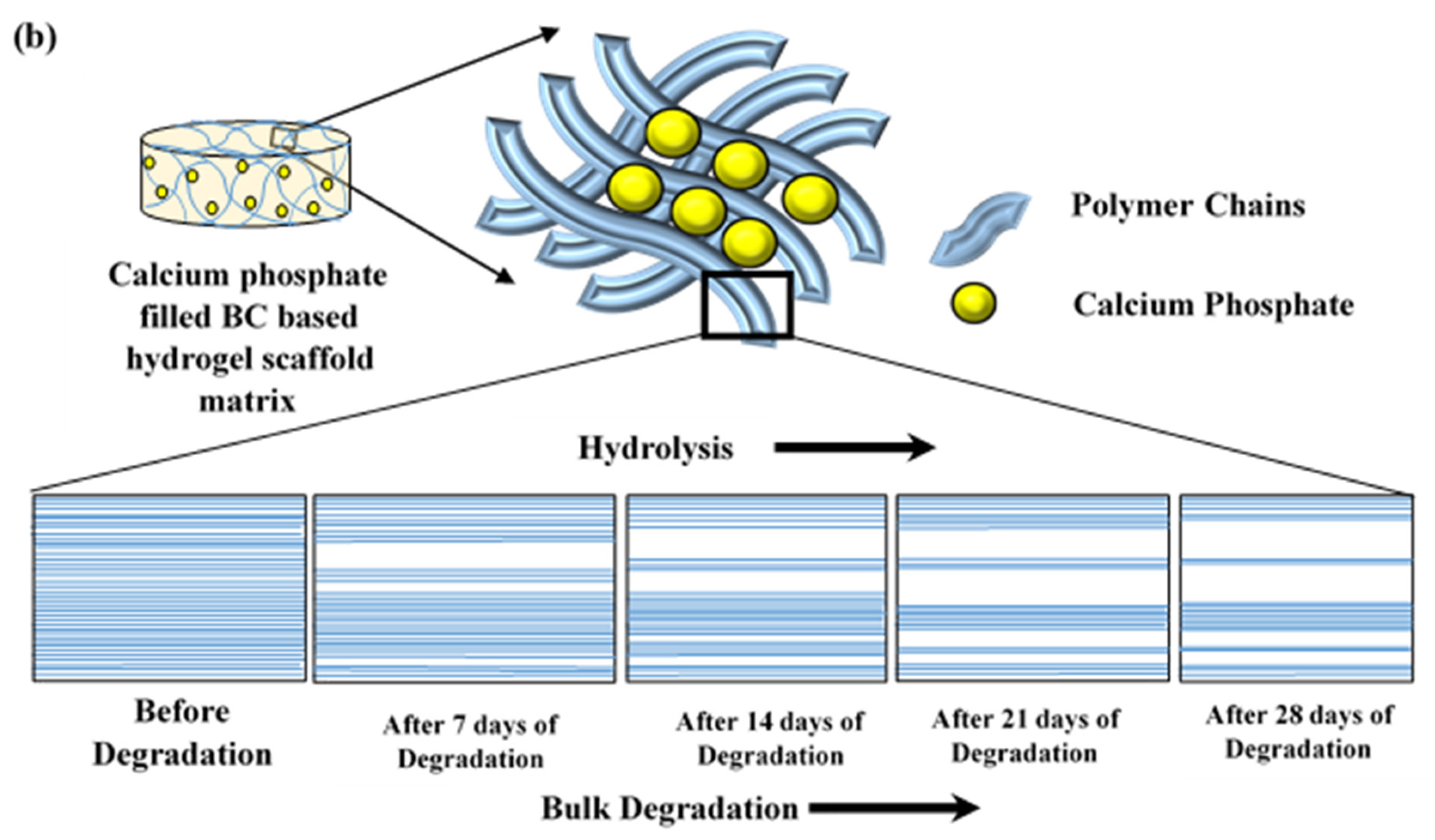 Polymers 11 01821 g003b