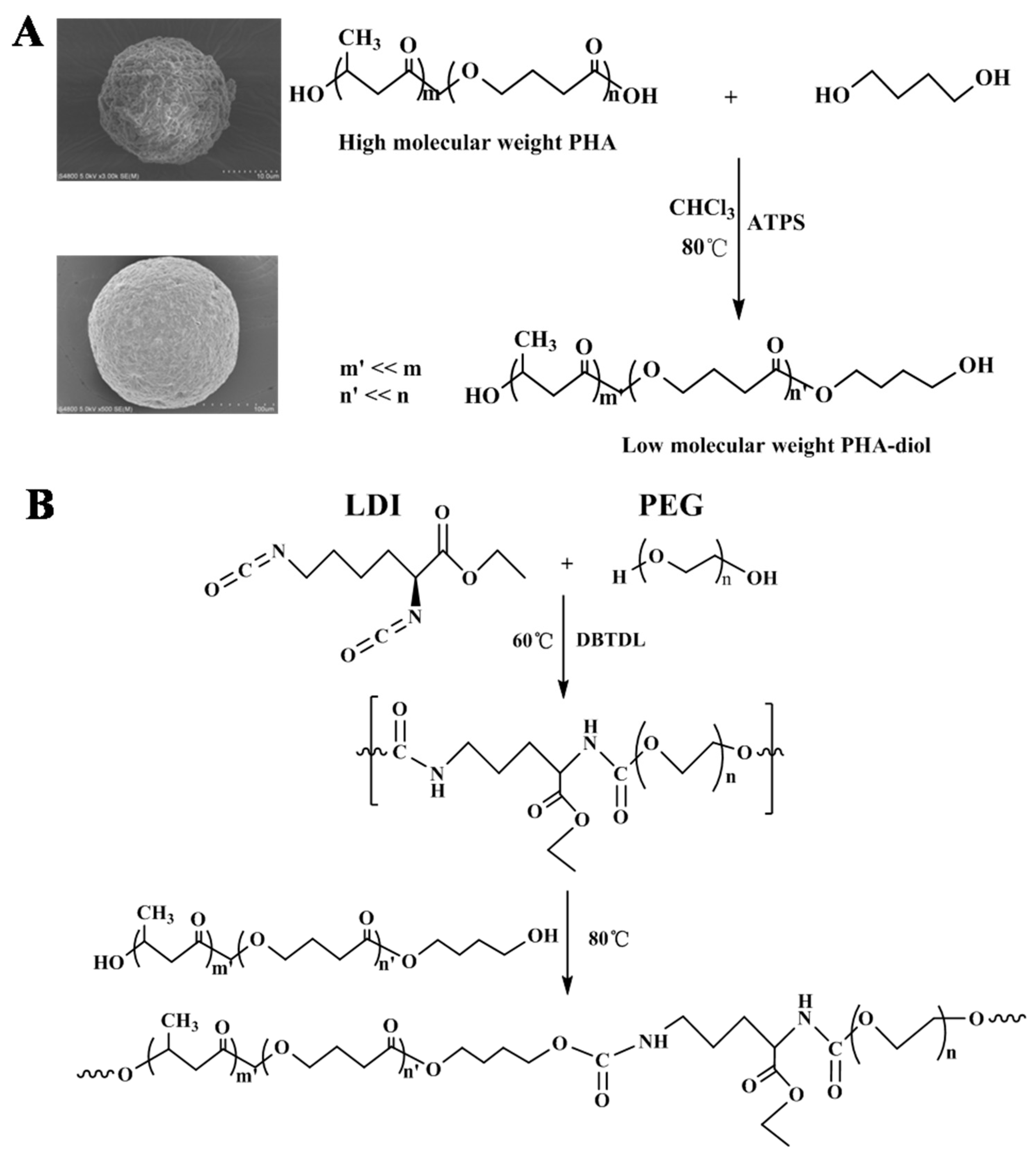 Polymers 11 01927 g001 Polymers 11 01927 g001