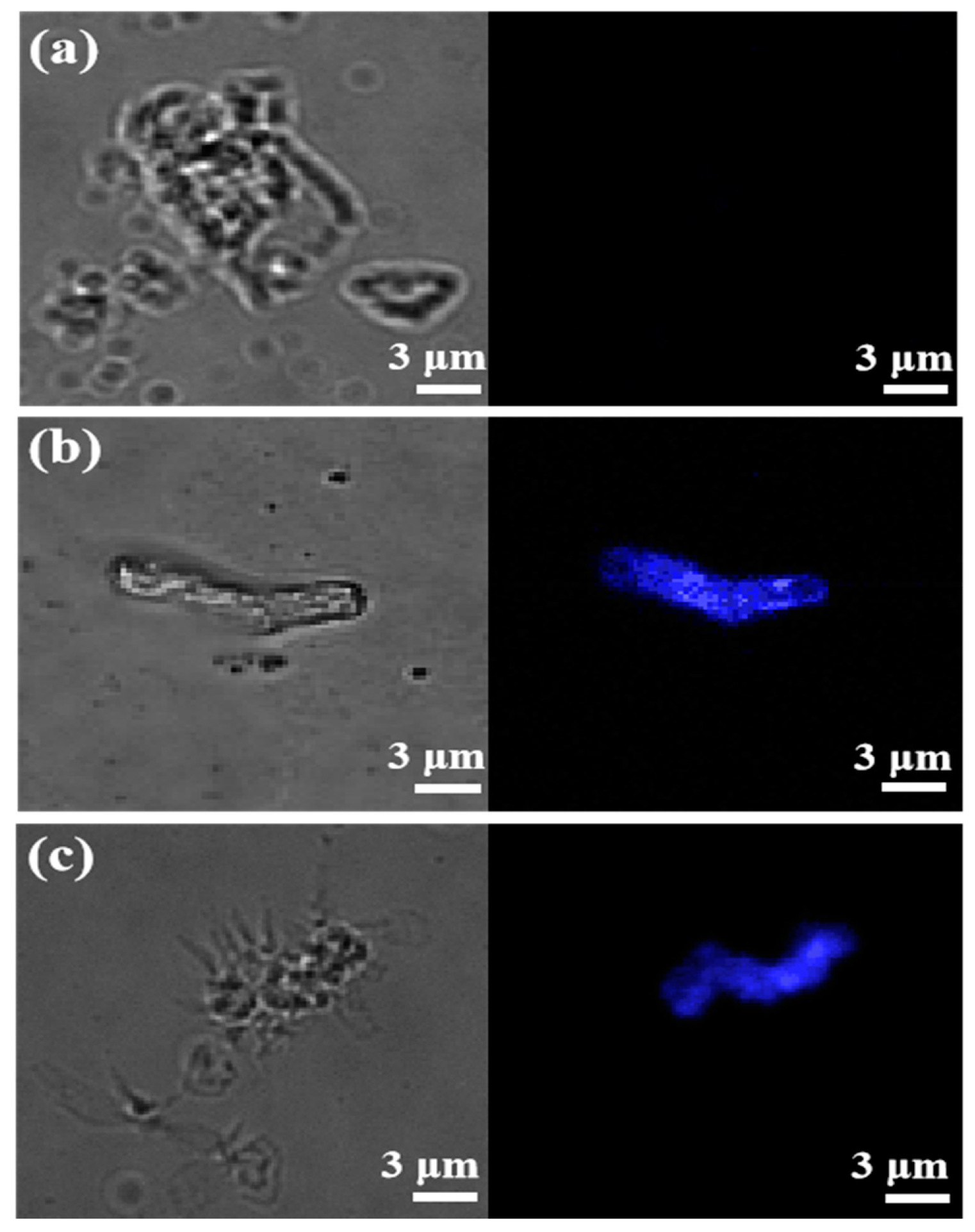Polymers 11 01989 g009