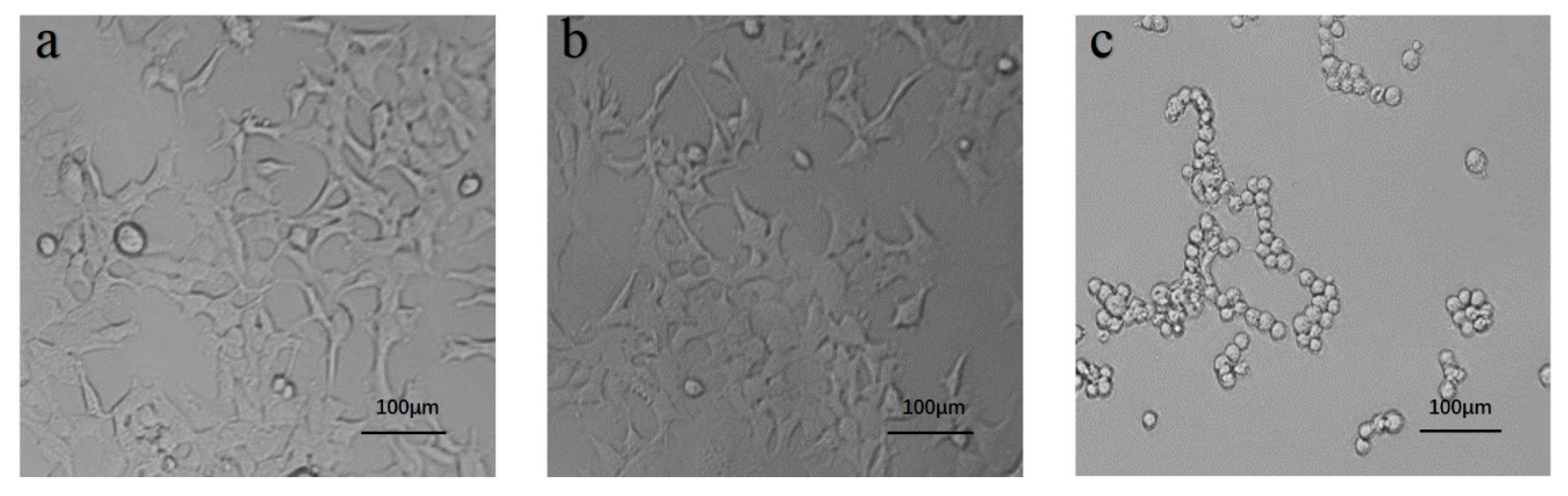 Polymers 11 02102 g009