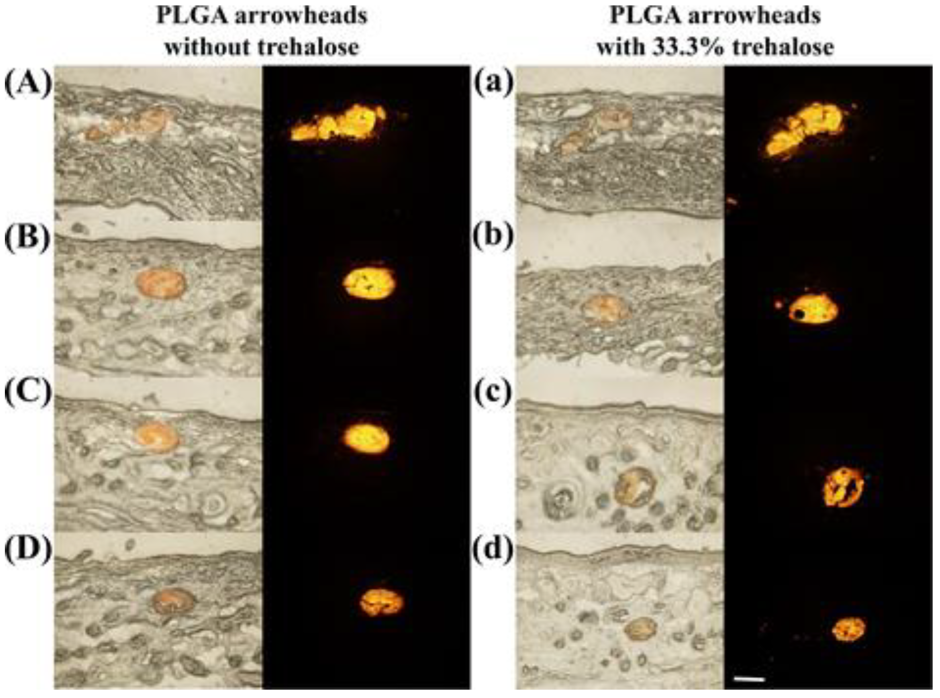 Polymers 12 00059 g009