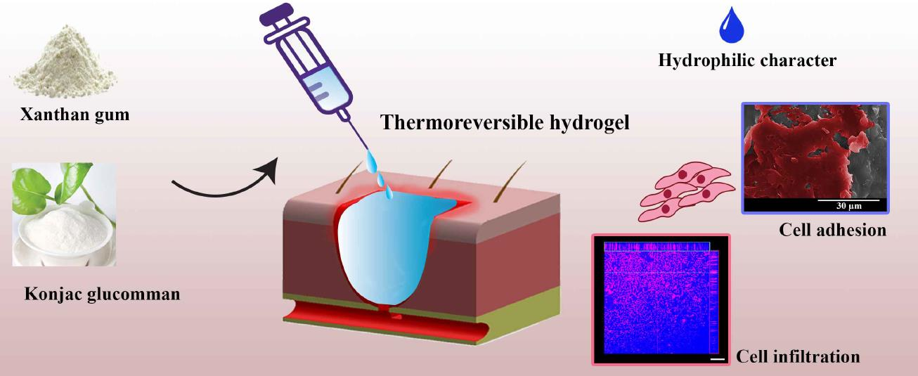 Polymers Free FullText Xanthan GumKonjac Blend
